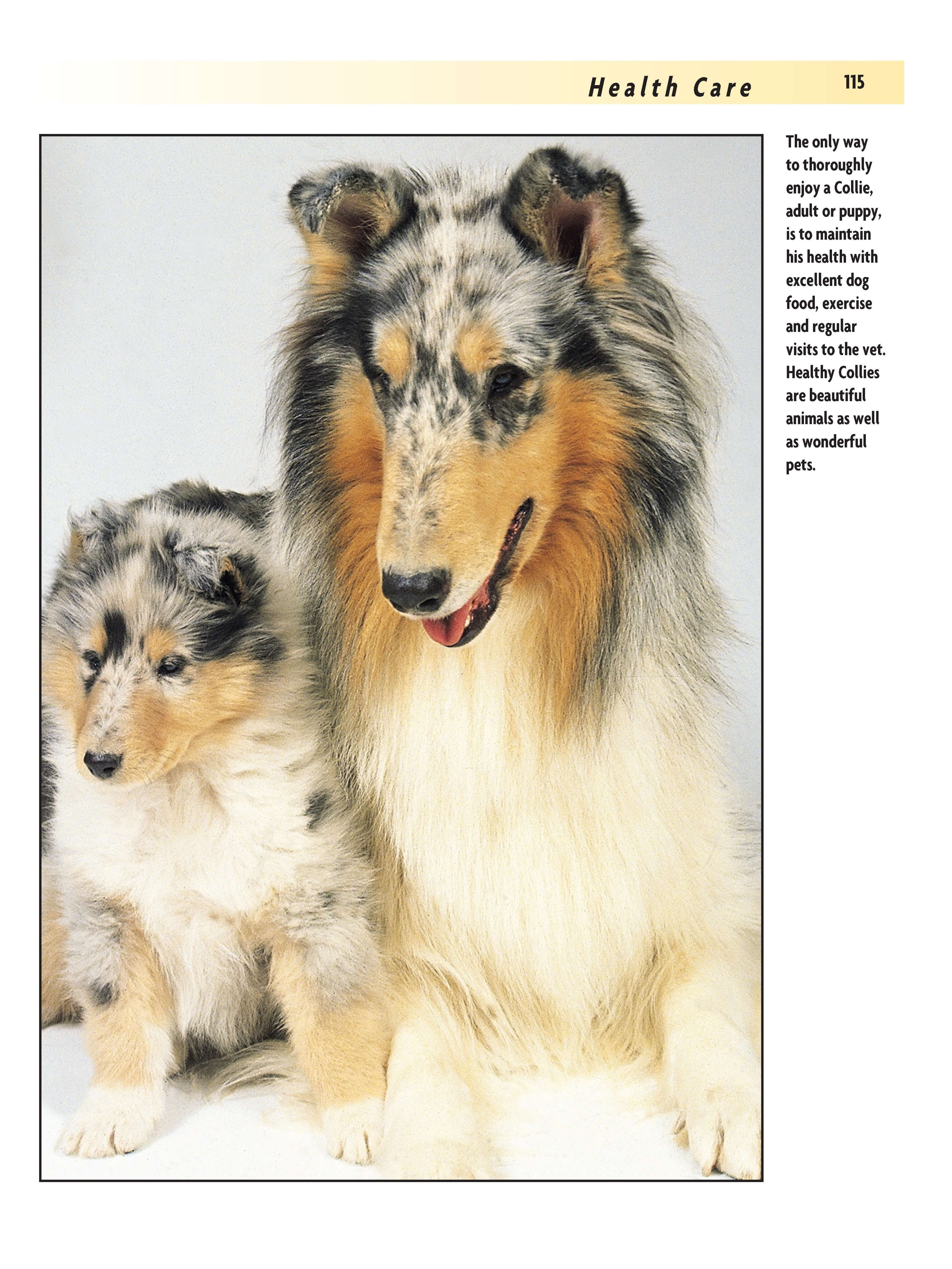 Collie (Comprehensive Owner's Guide) - Image 6