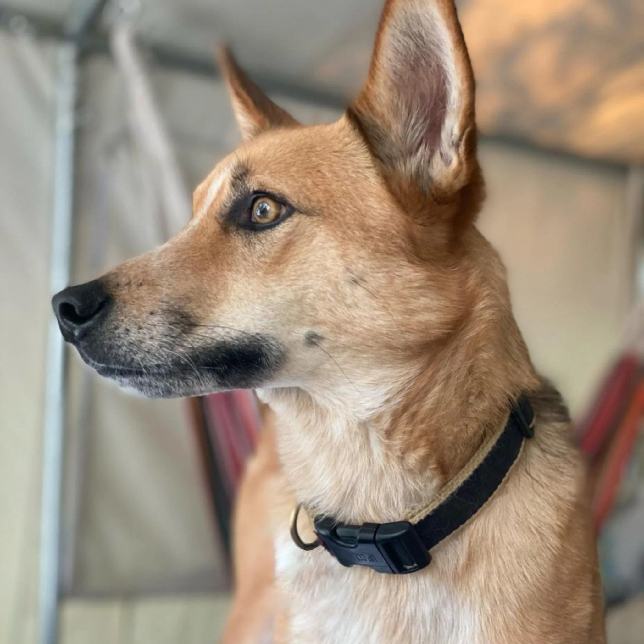 Up Country Color Market - Wide Cast Brass Dog Collar - Image 17