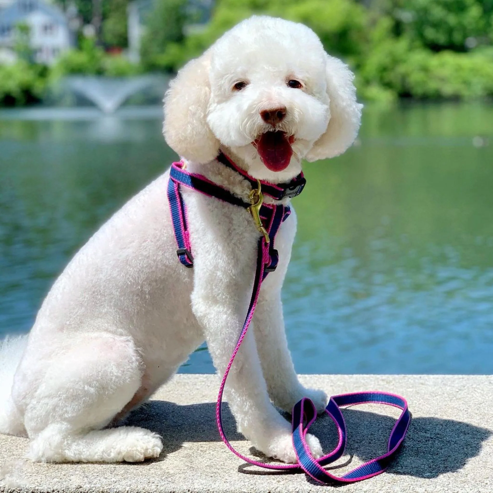 Up Country Color Market Cast Brass Dog Leash - Image 19