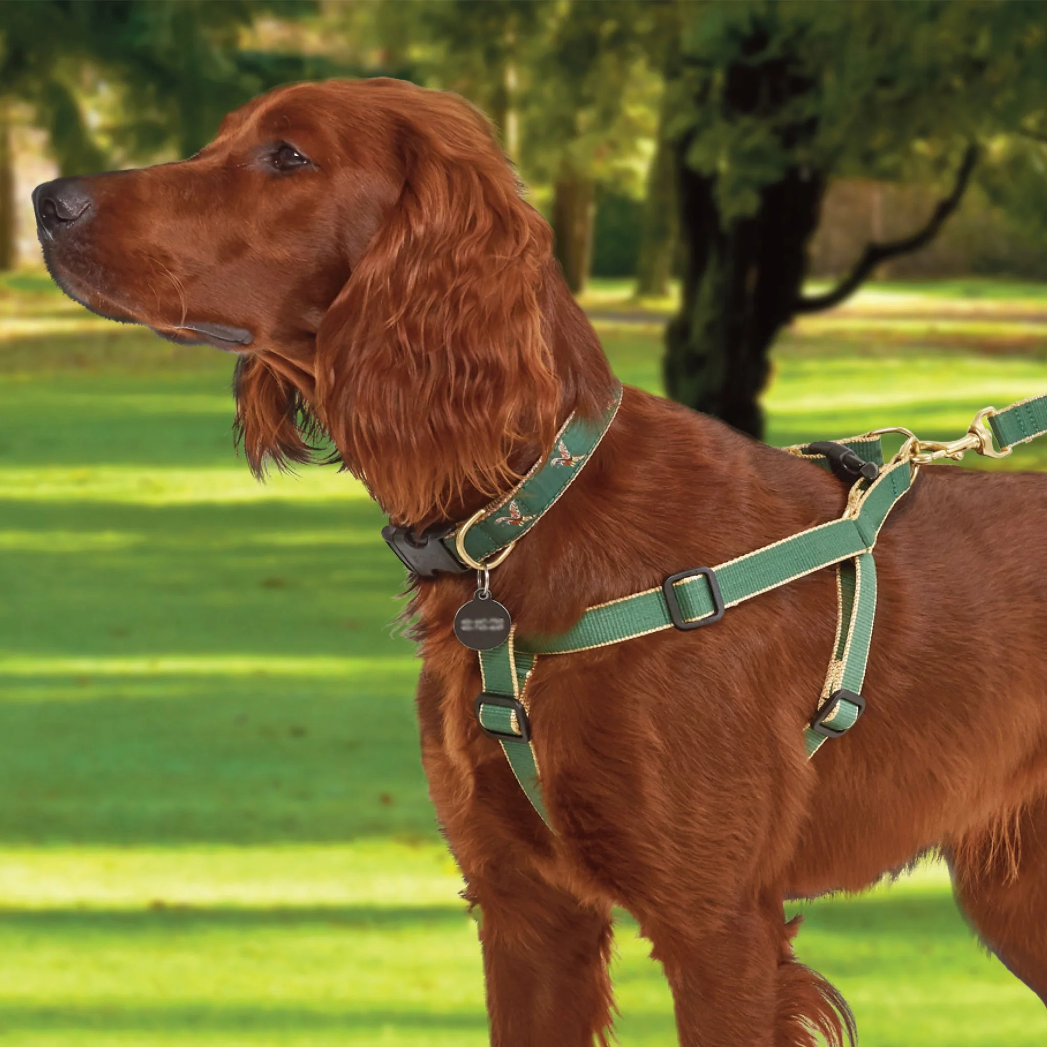 Up Country Color Market Cast Brass Dog Leash - Image 20