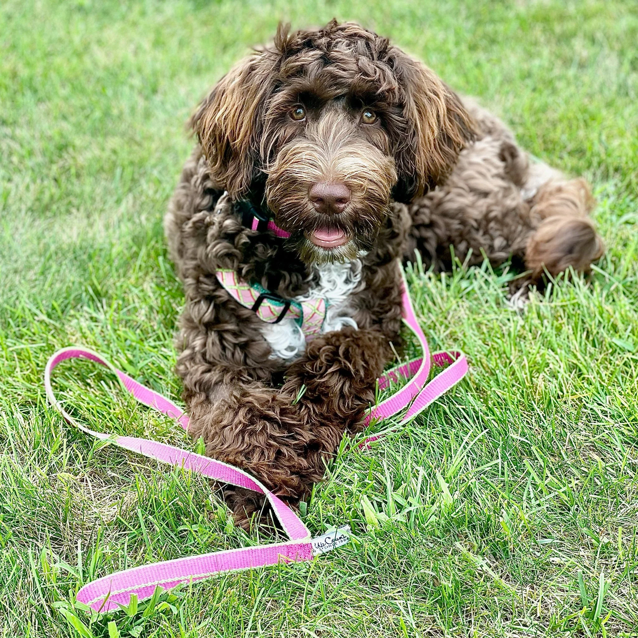 Up Country Color Market Cast Brass Dog Leash - Image 21