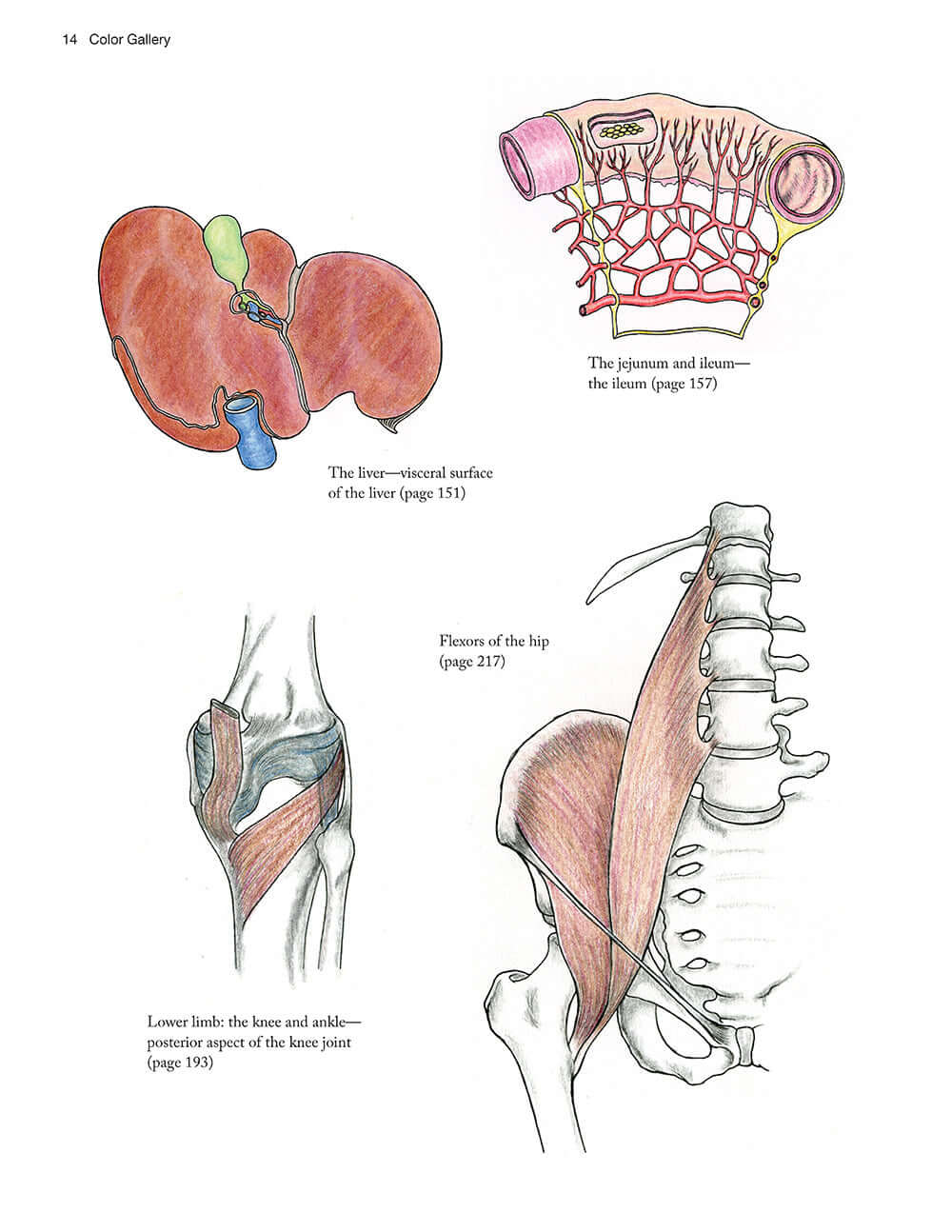 Complete Anatomy Coloring Book, Newly Revised and Updated Edition - Image 2