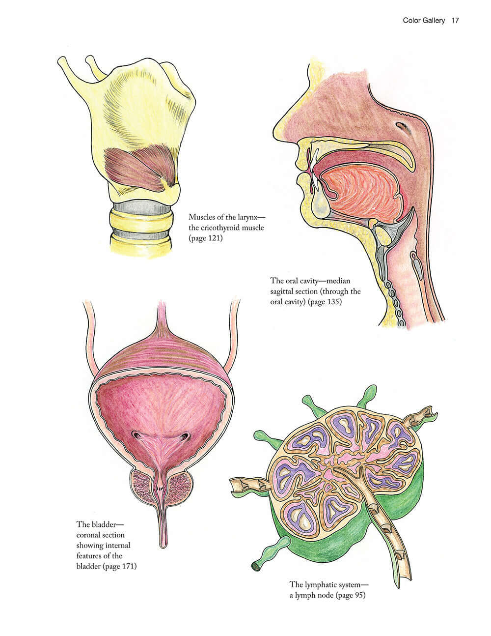 Complete Anatomy Coloring Book, Newly Revised and Updated Edition - Image 3