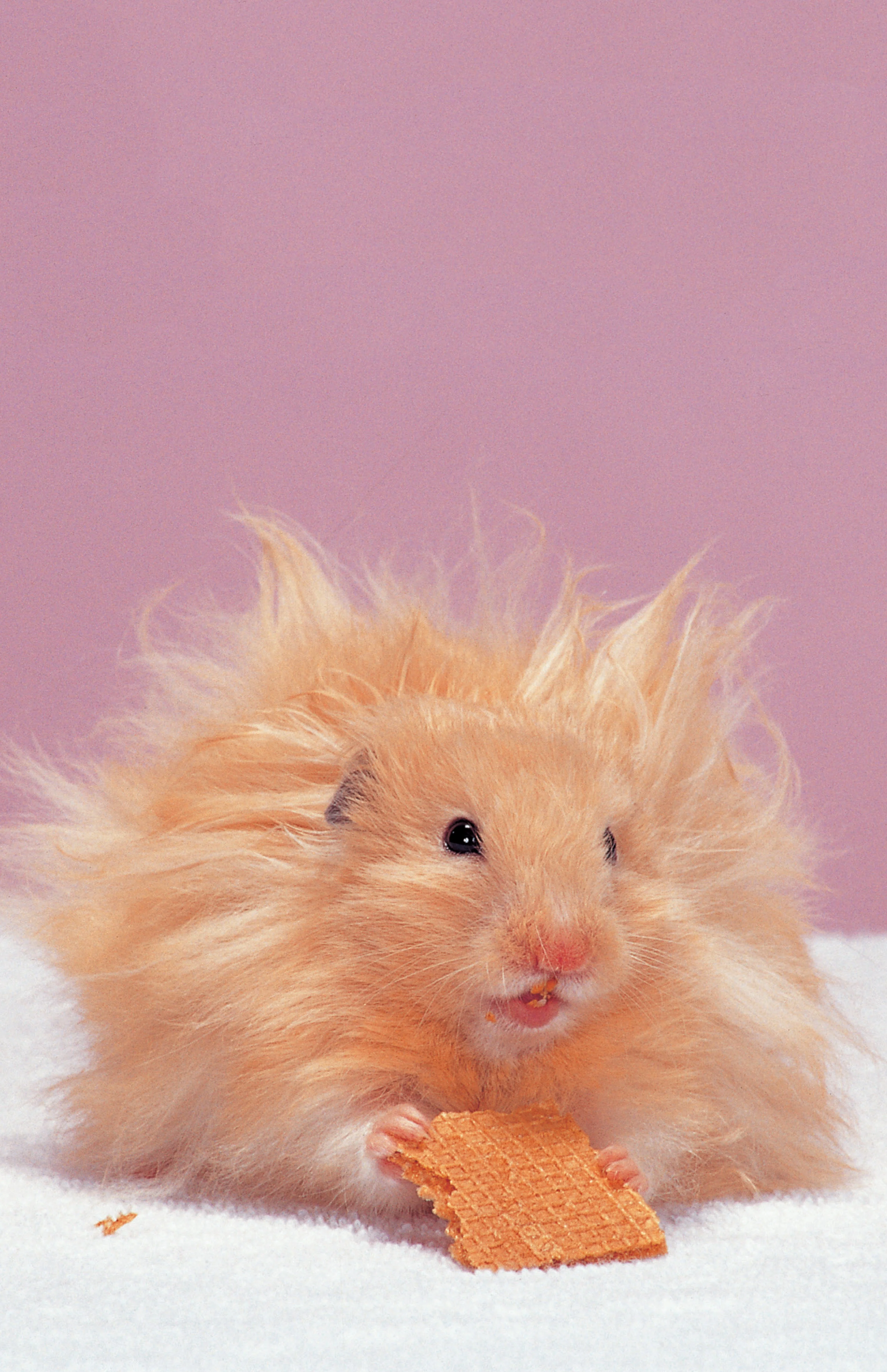 Complete Care Made Easy, Hamsters - Image 2
