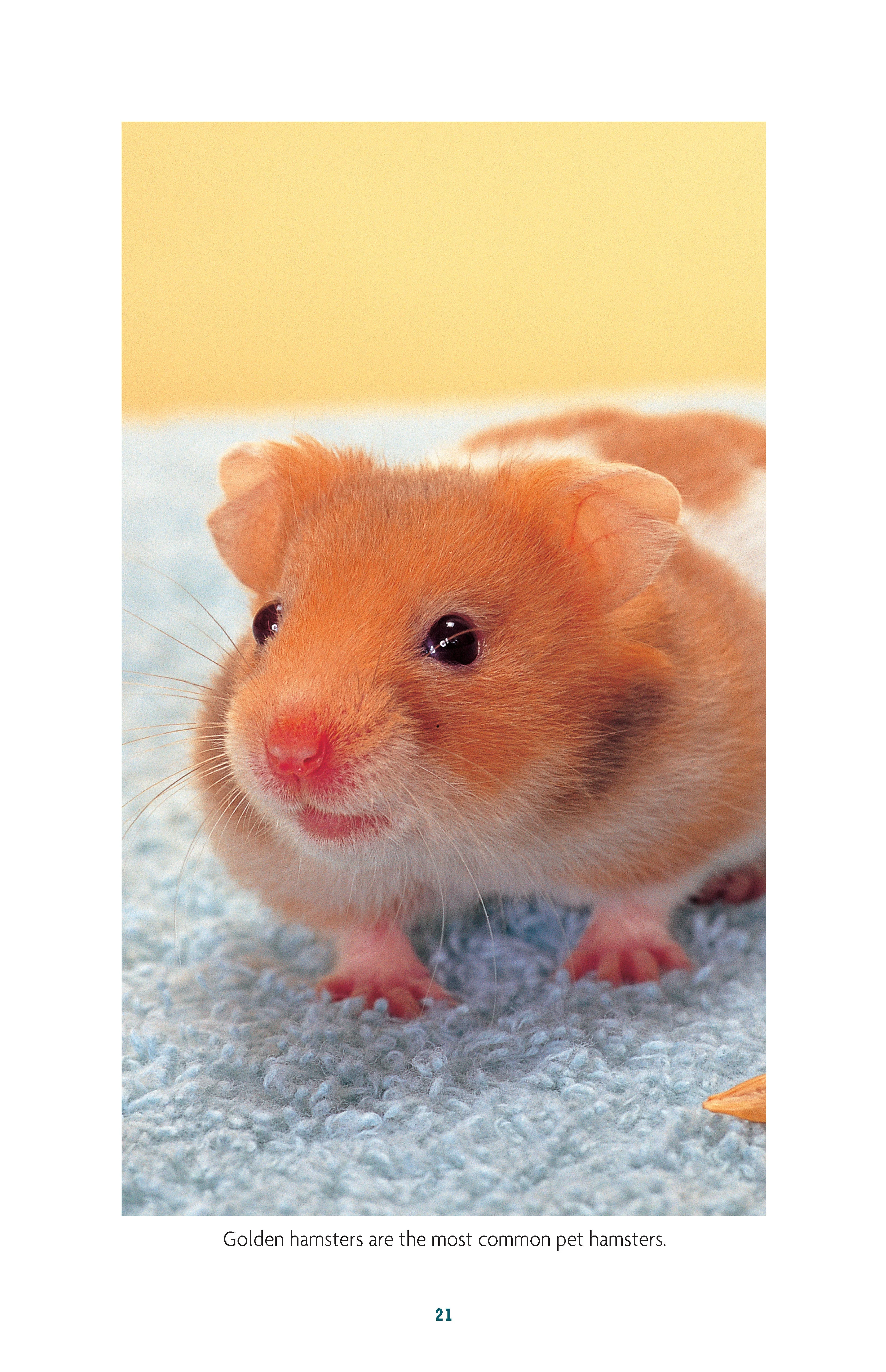Complete Care Made Easy, Hamsters - Image 4