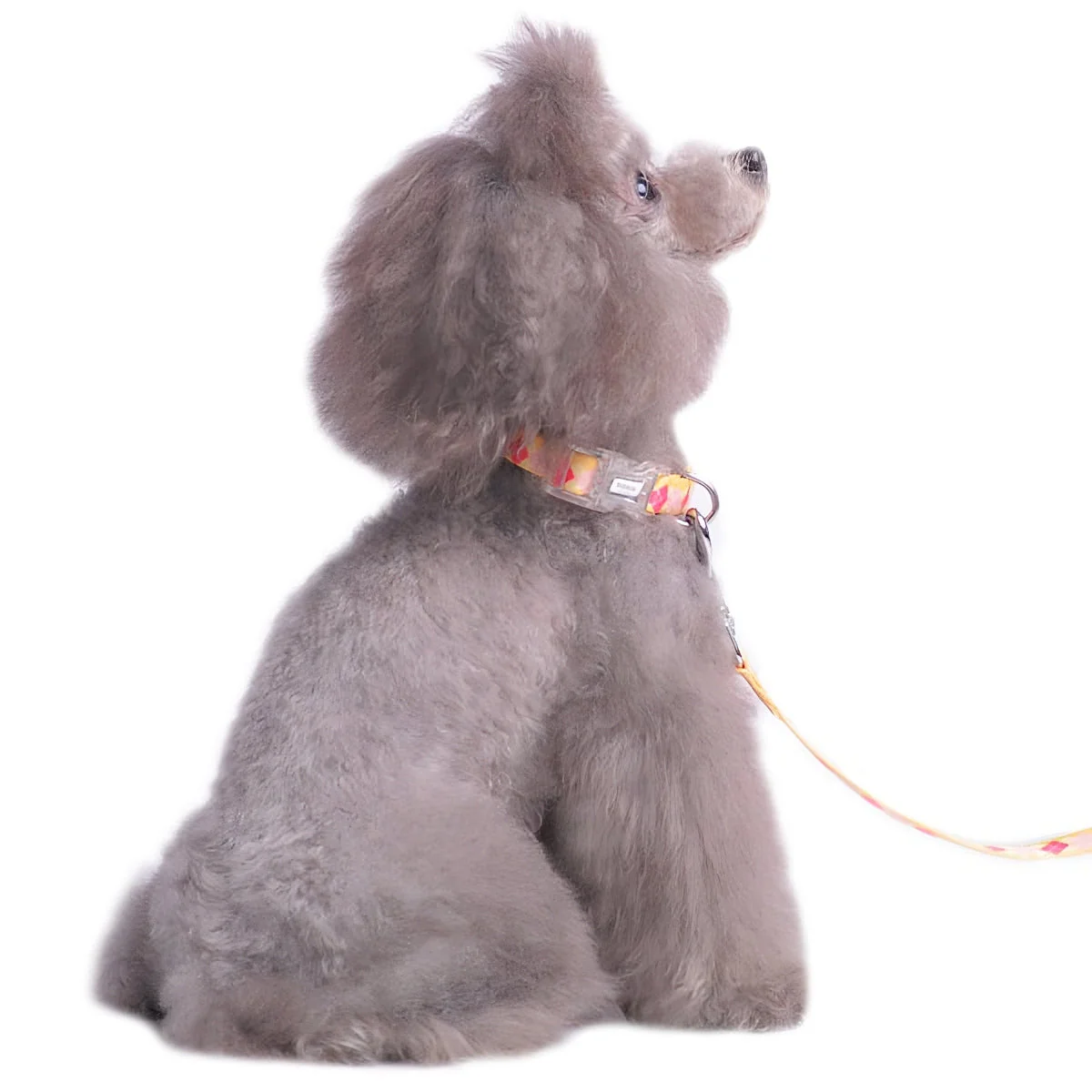 Contempo Collar - Image 10
