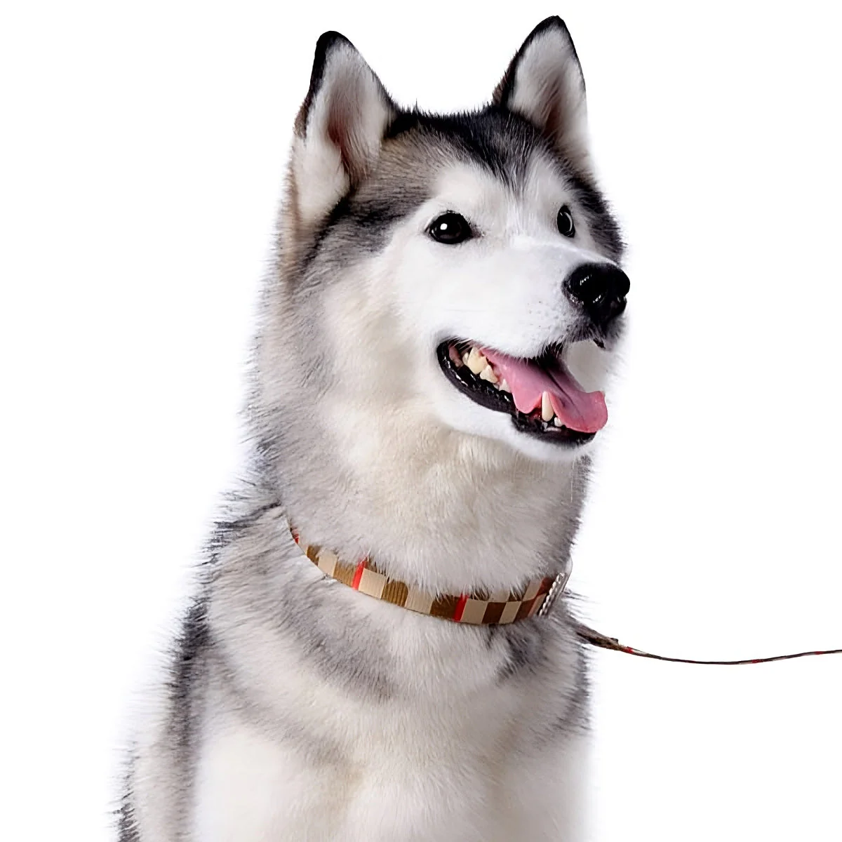 Contempo Collar - Image 14