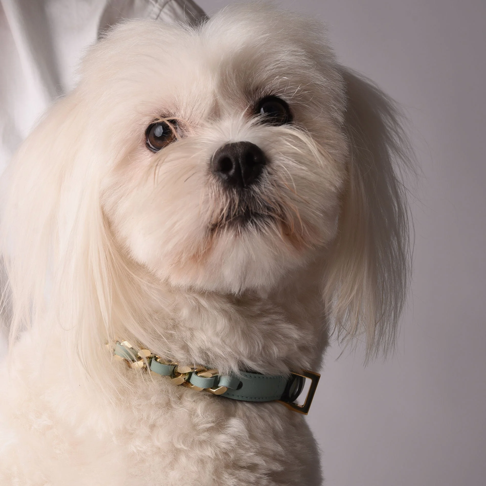 Leather Dog Collar in Cloud - Chain, Made in Italy - Image 2