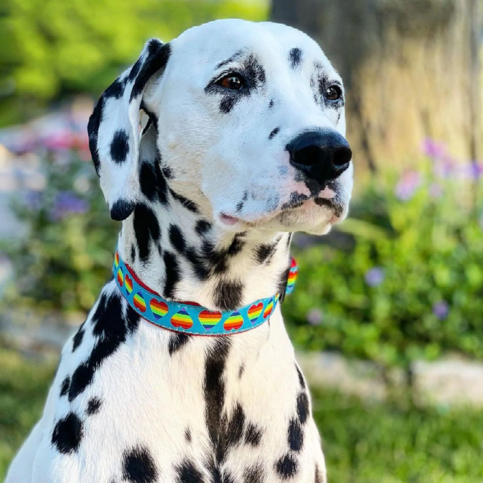 Up Country Rainbow Hearts Cast Brass Dog Collar - Image 2