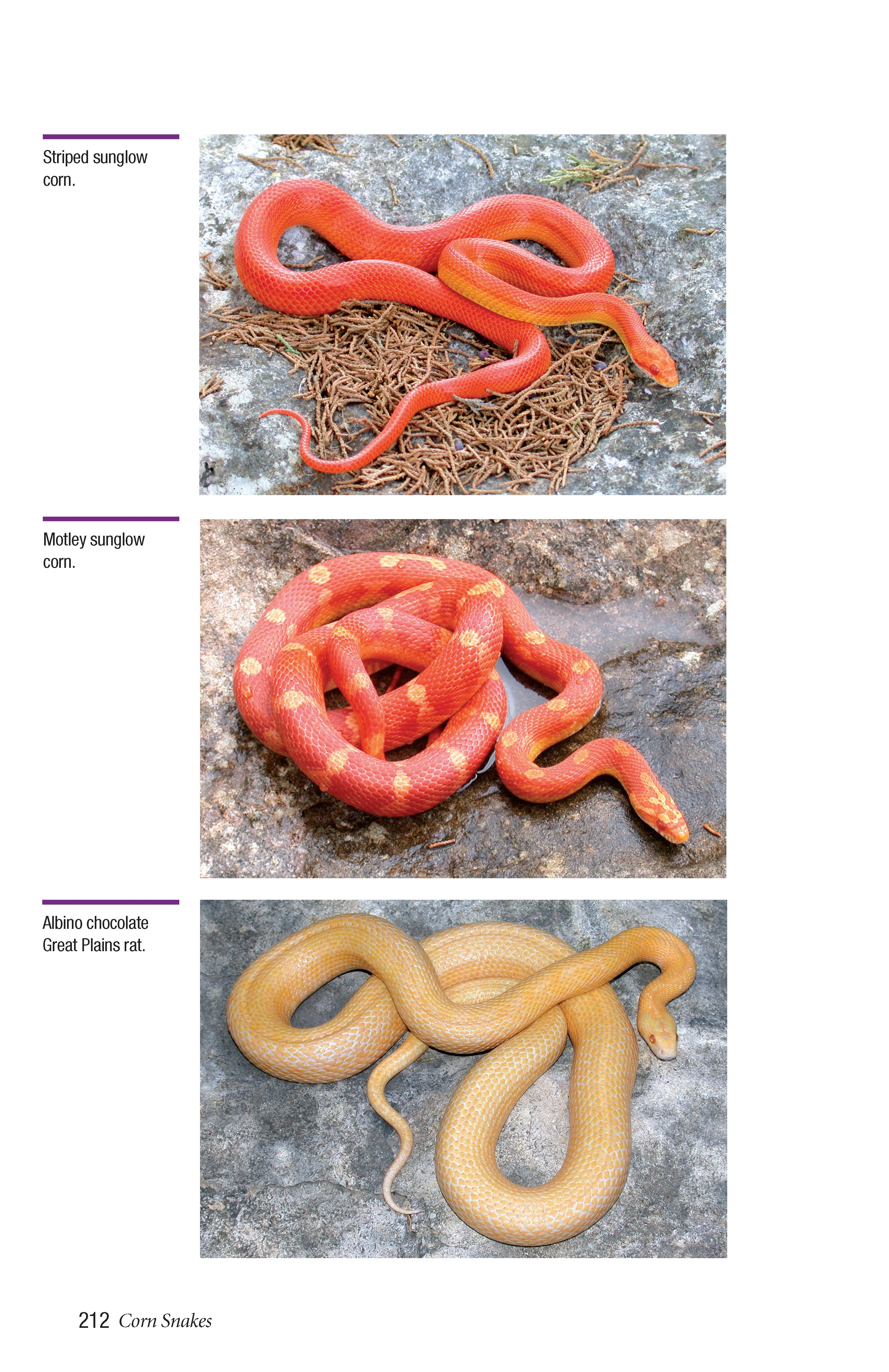 Corn Snakes - Image 6