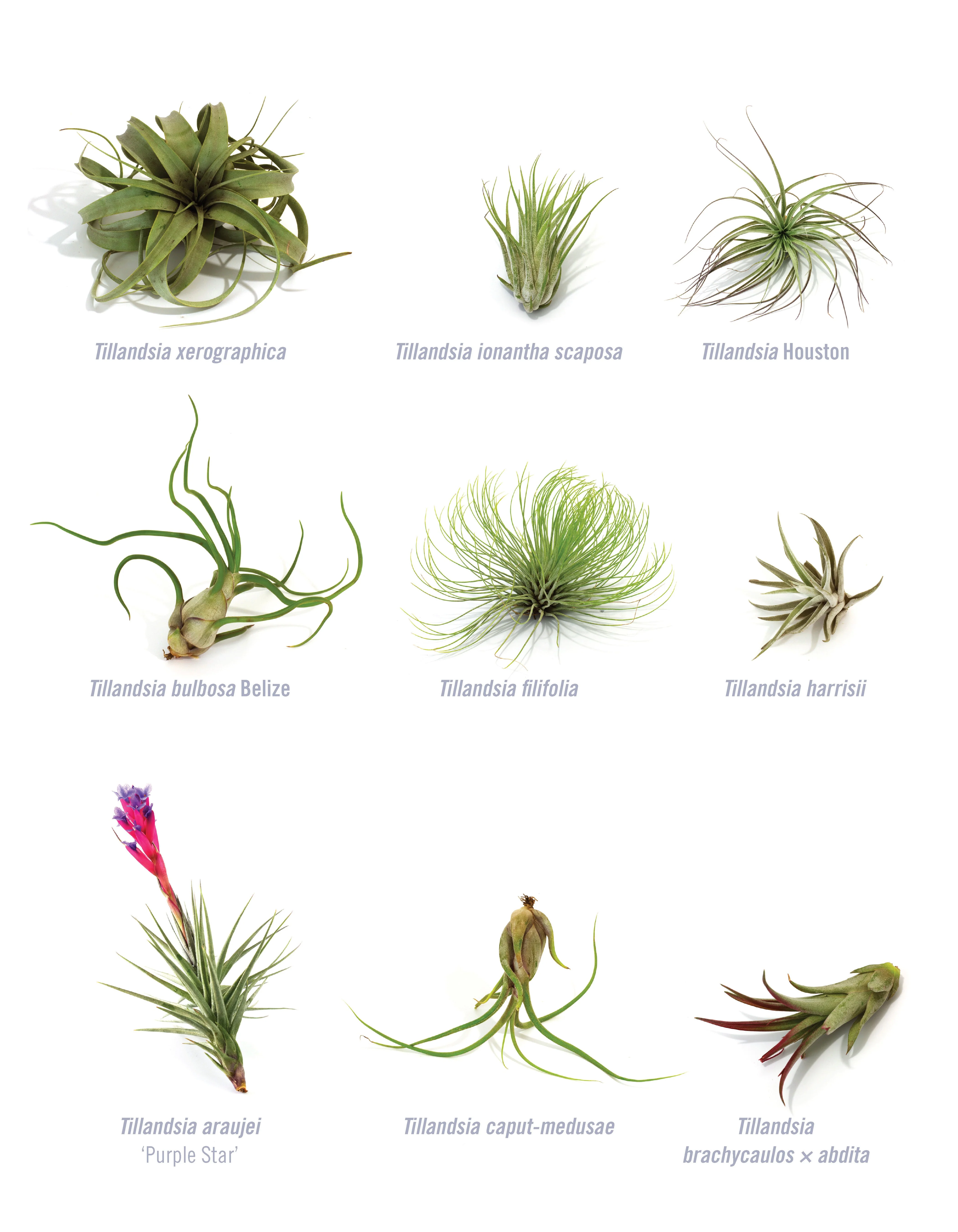 Creative Terrariums - Image 4