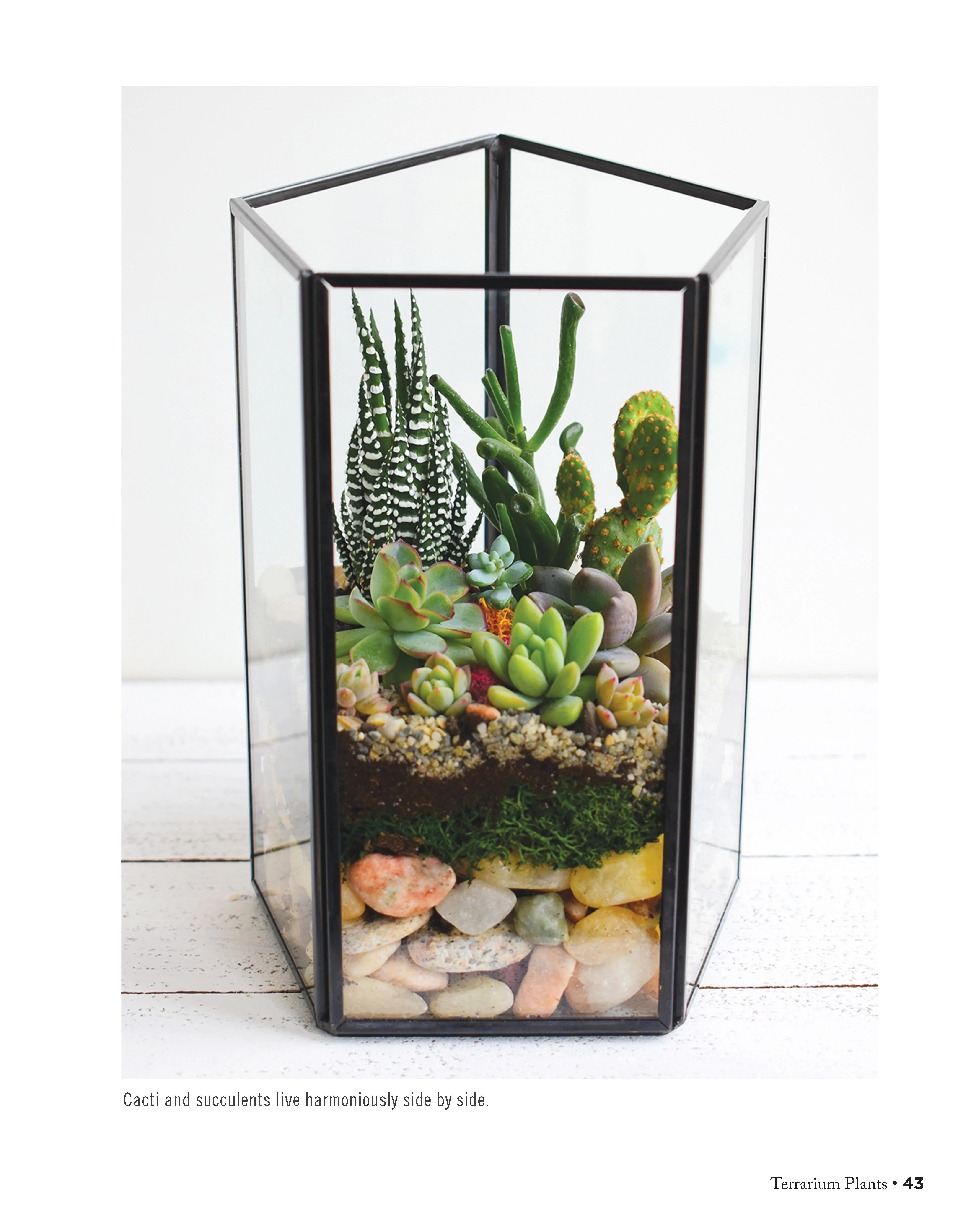Creative Terrariums - Image 7