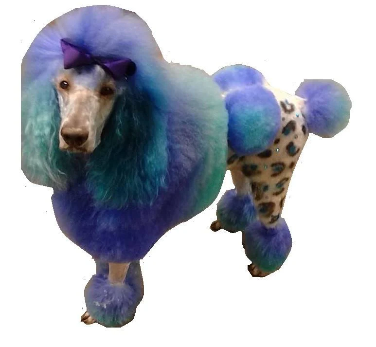 Critter Color - Temporary Pet Fur Coloring/Dog Dye - Image 7