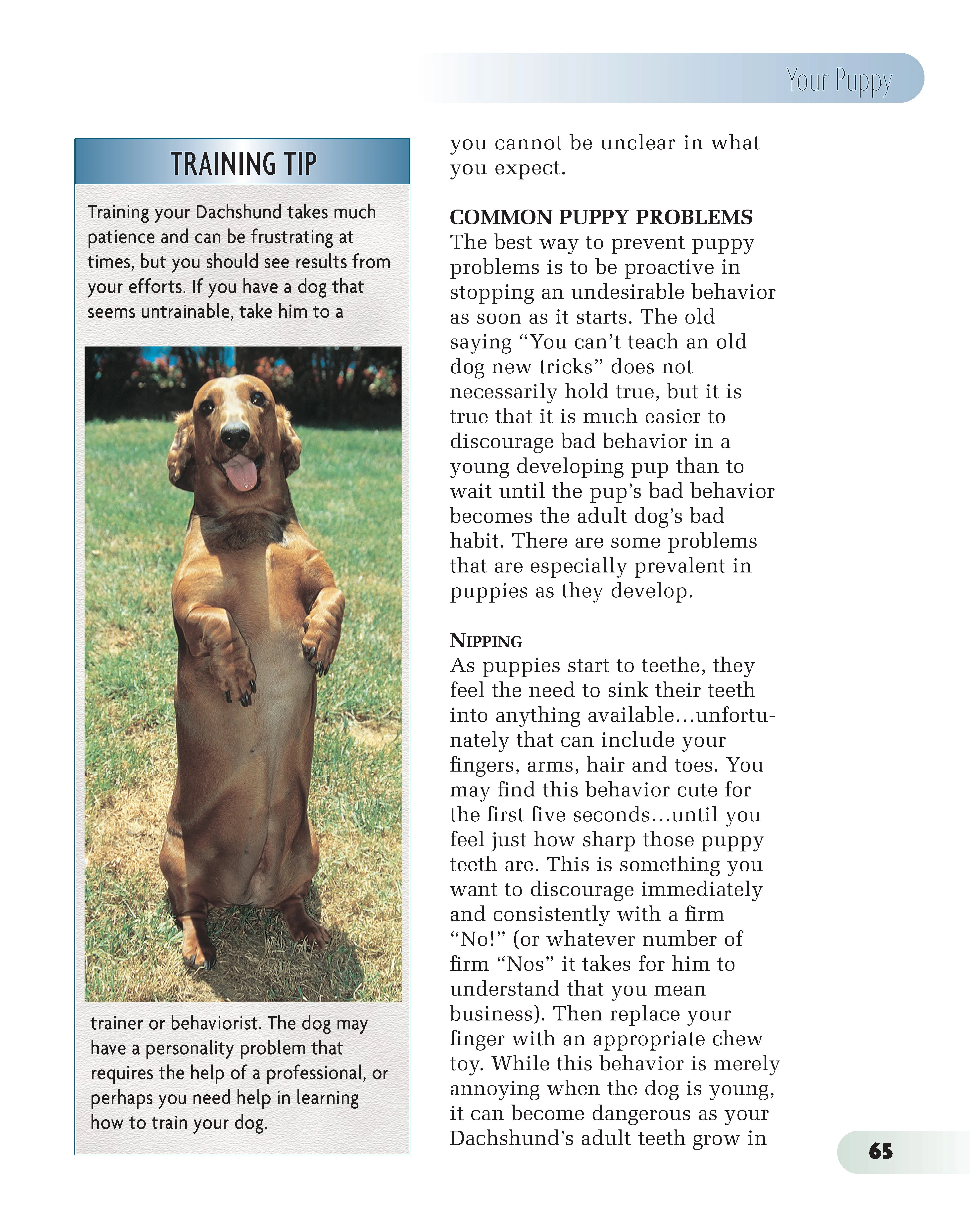 Dachshund - Image 5