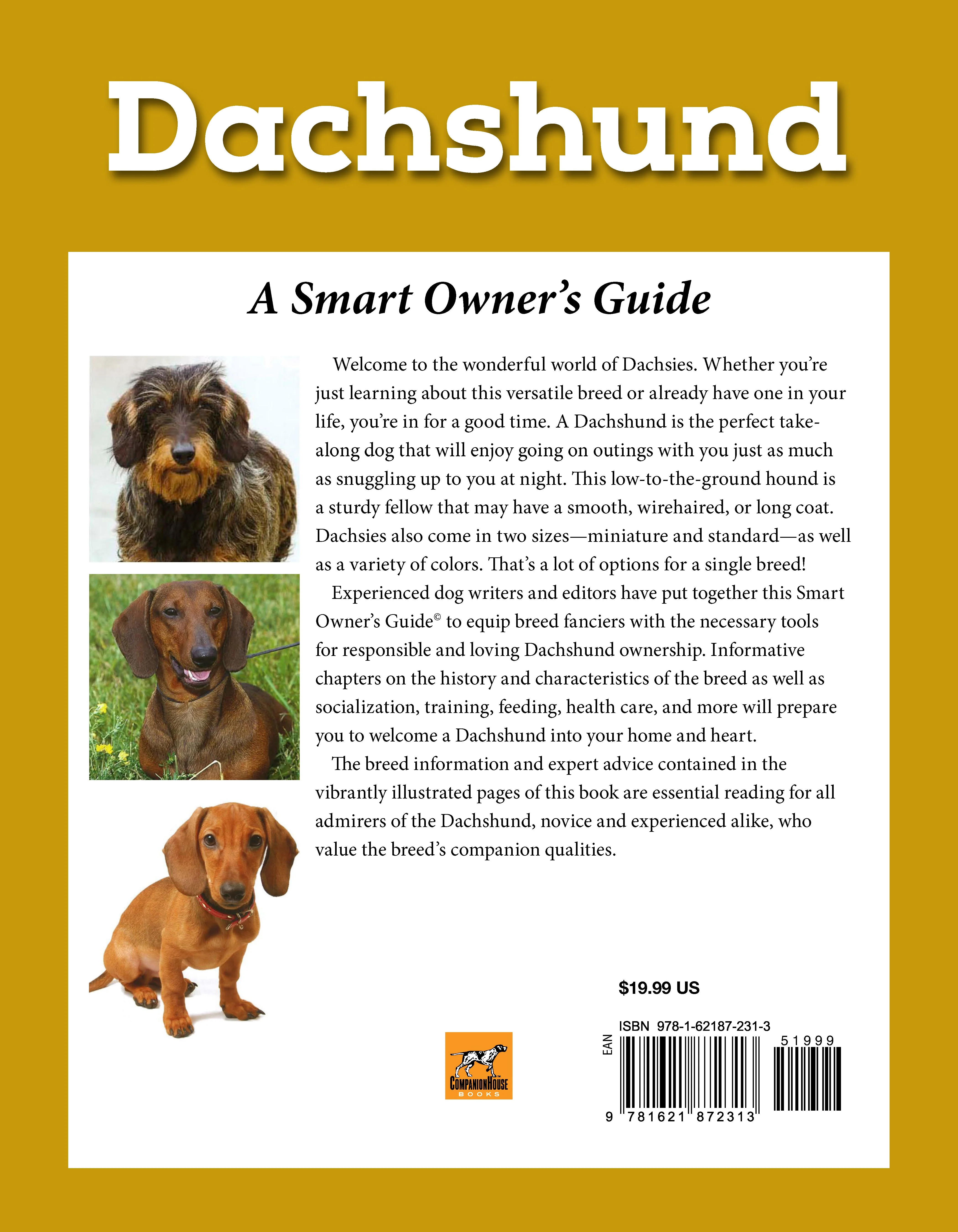 Dachshund - Image 7
