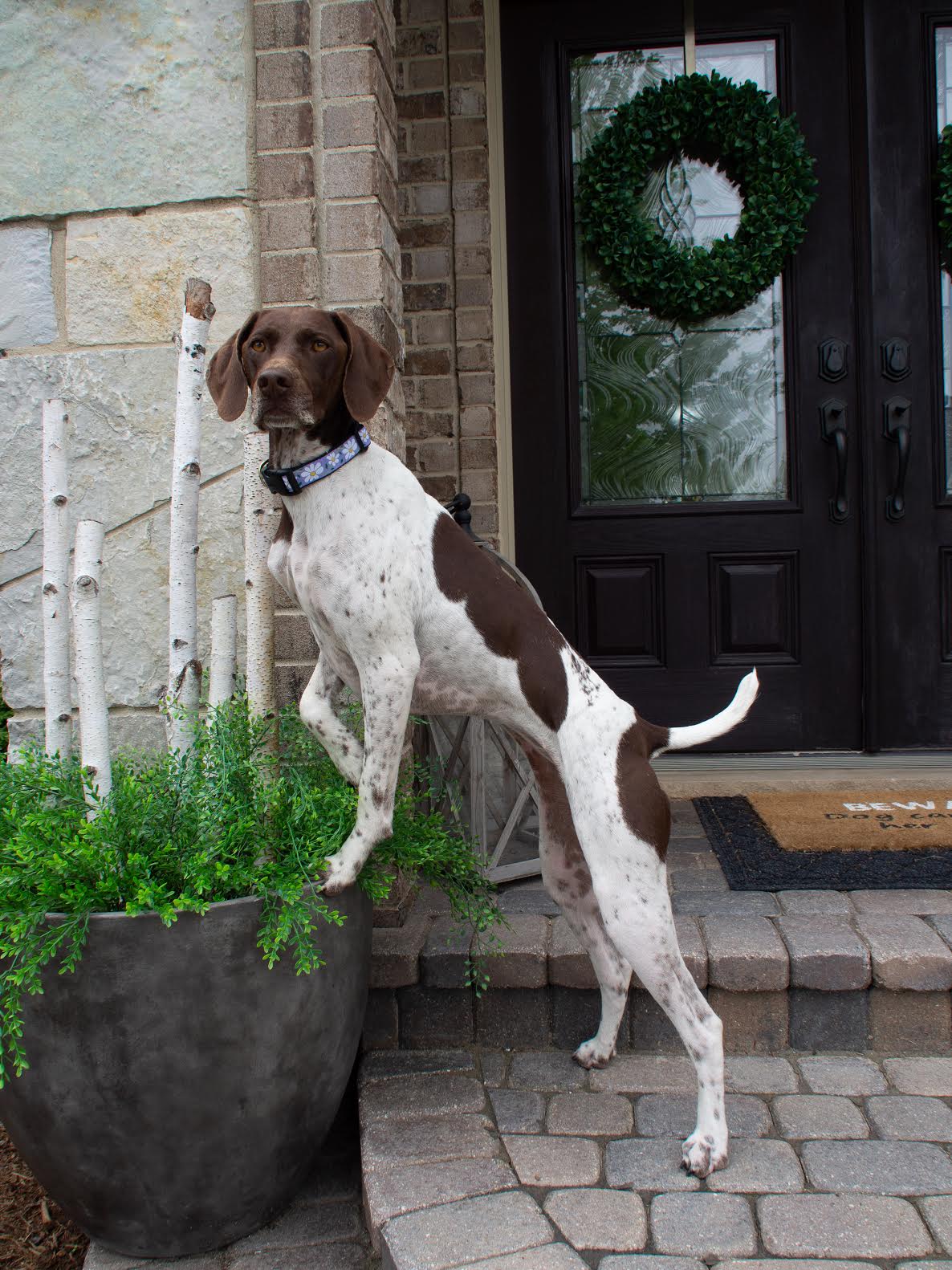 Up Country Daisy Cast Brass Dog Collar - Image 3