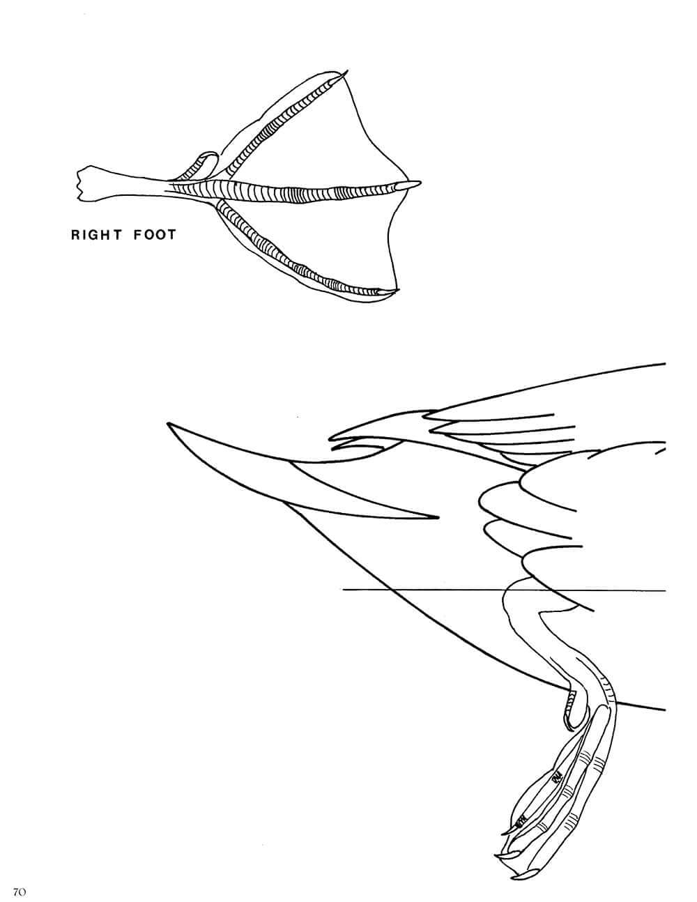 Decorative Decoy Carvers Ultimate Painting & Pattern Portfolio, Series Two - Image 7