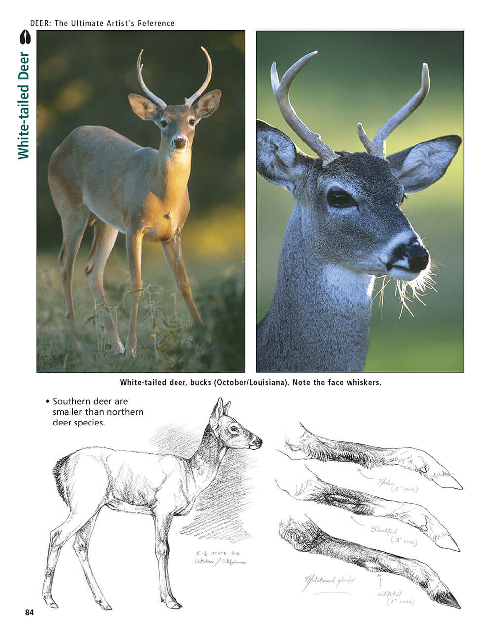 Deer: The Ultimate Artist's Reference - Image 2