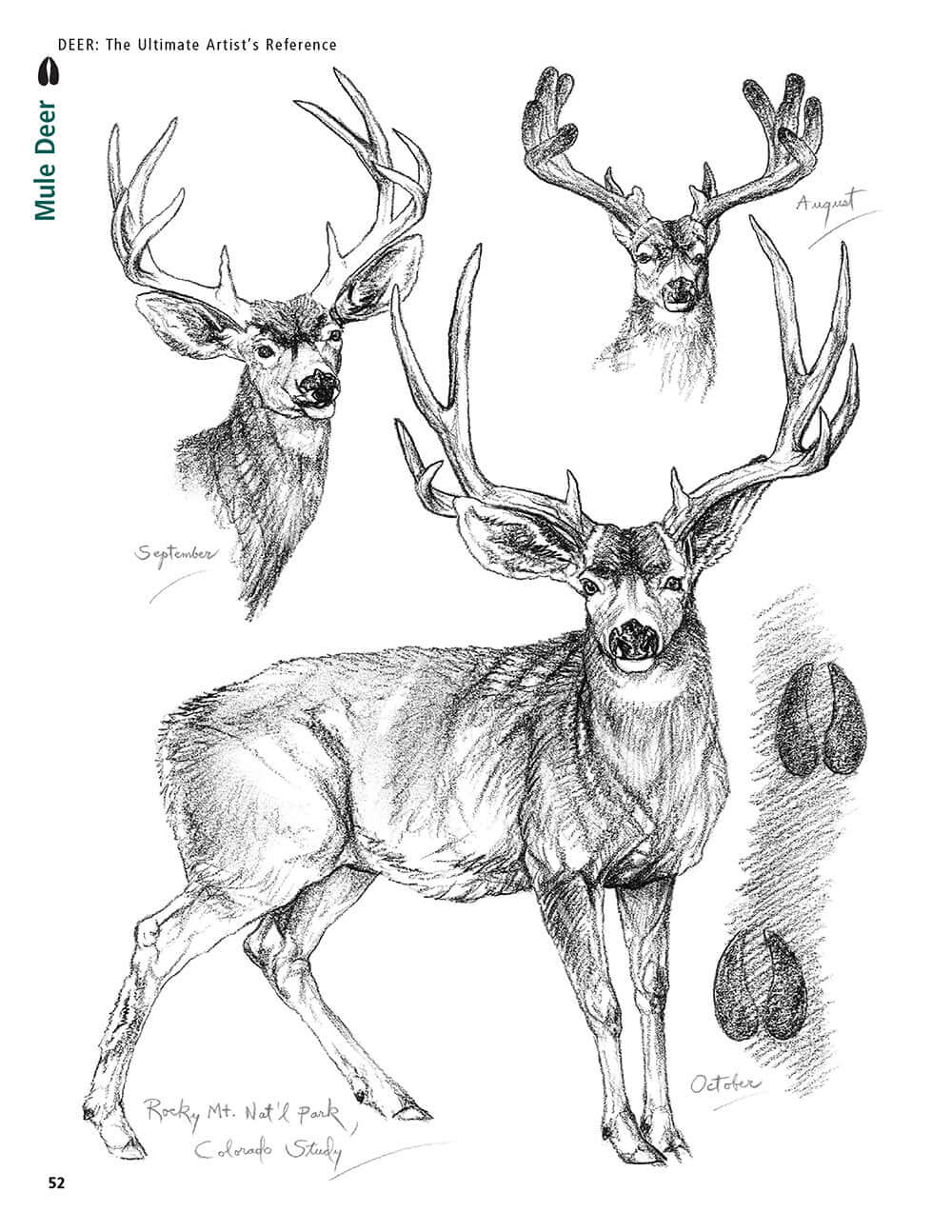 Deer: The Ultimate Artist's Reference - Image 4