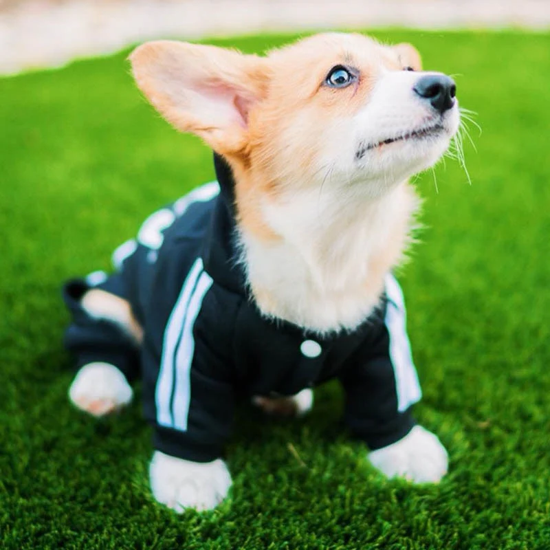 Designer Pet Dog Jumpsuit for Small Medium Dogs - Image 12