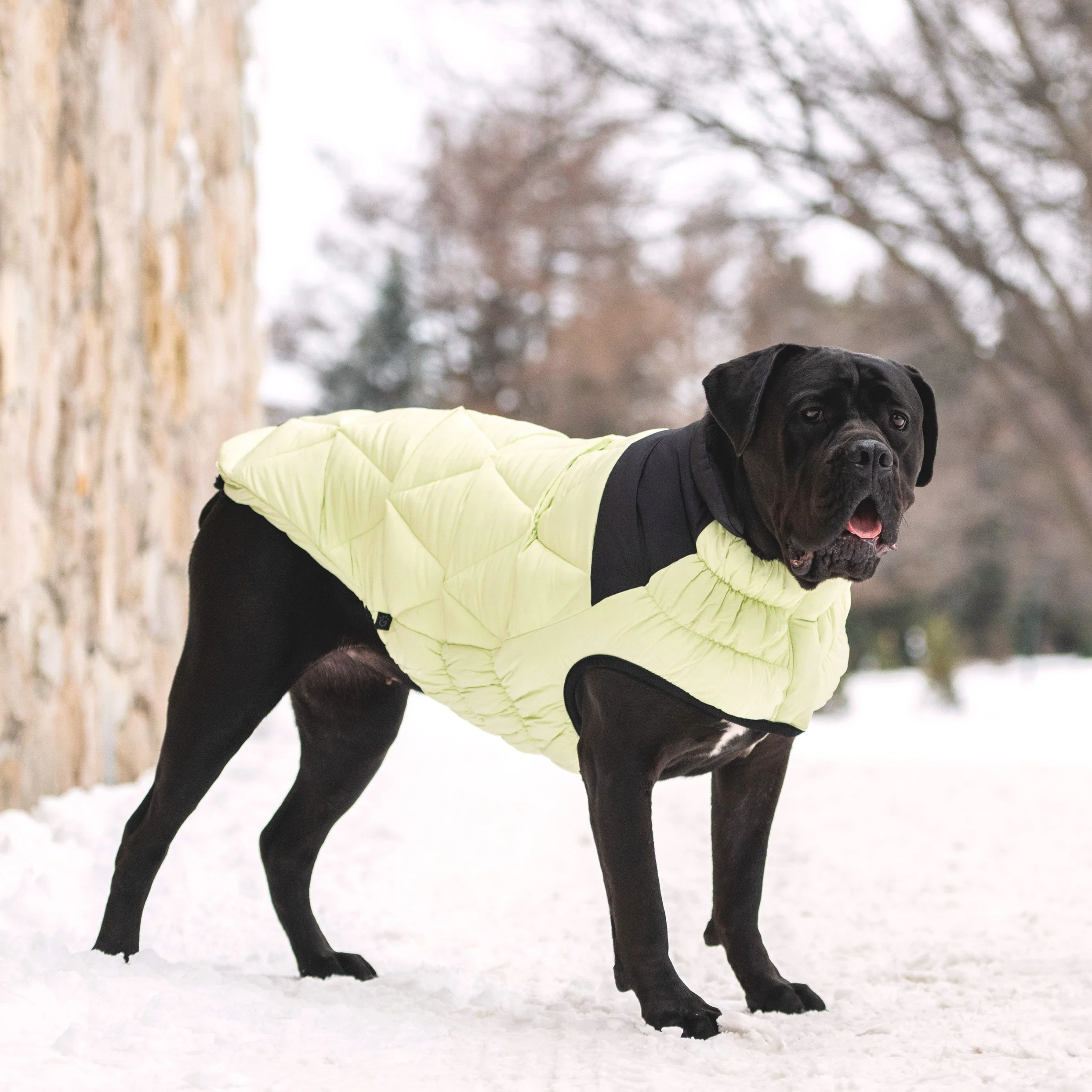 GF Pet.us fabric Dog Jacket - multicolor-3/XS - Image 17