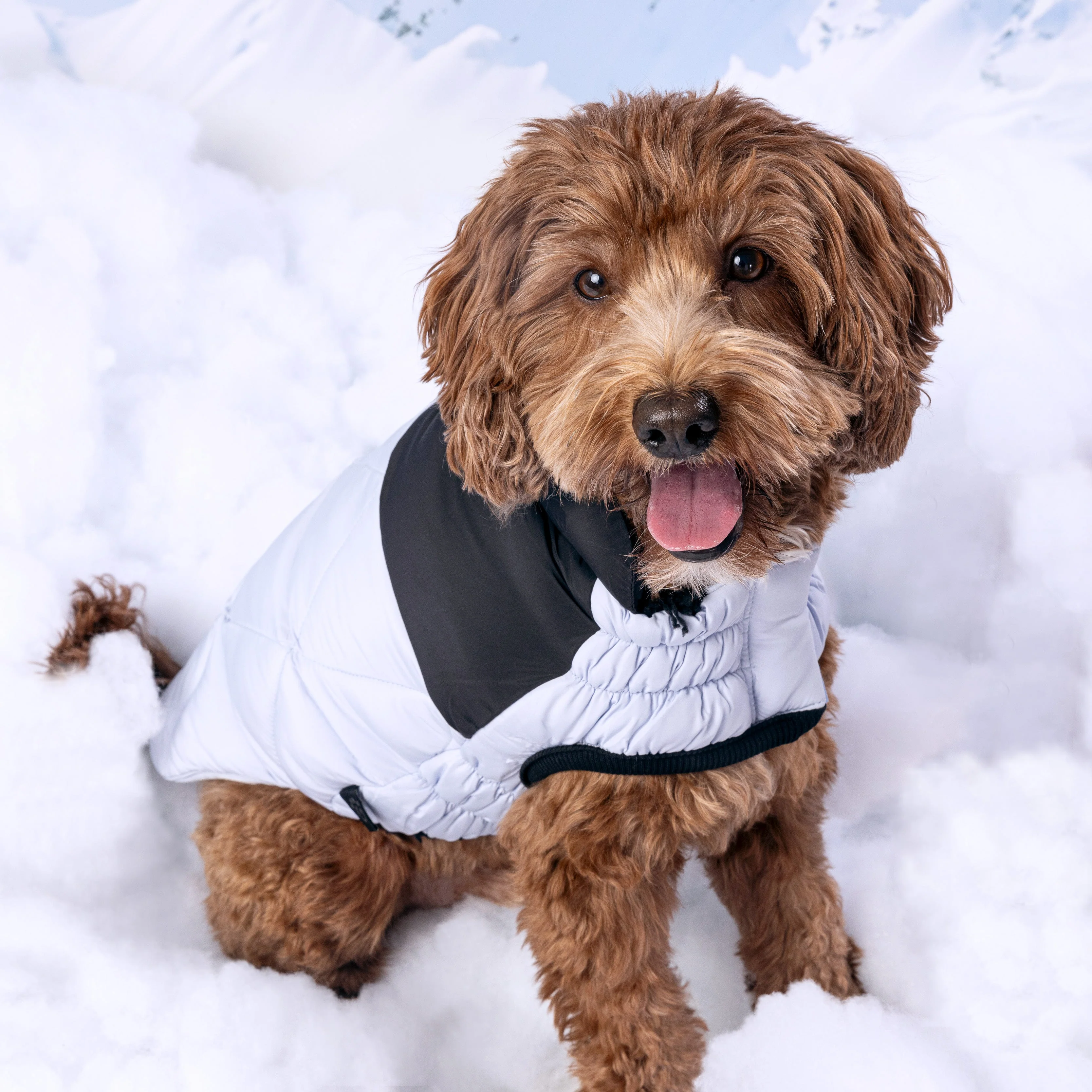 GF Pet.us fabric Dog Jacket - multicolor-3/XS - Image 9