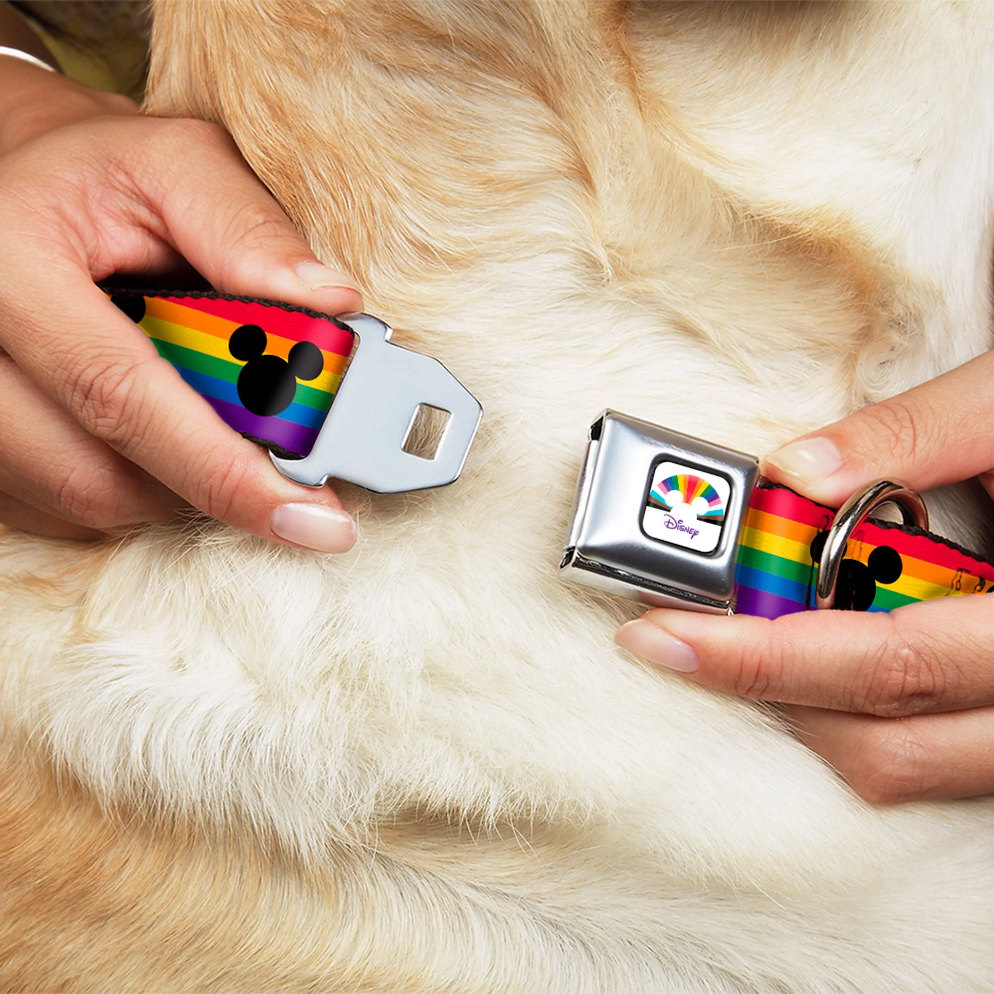 DISNEY Mickey Mouse Pride Ears Icon Full Color White/Multi Color Seatbelt Buckle Collar - Mickey Mouse Ears Icon Rainbow Pride Flag - Image 8