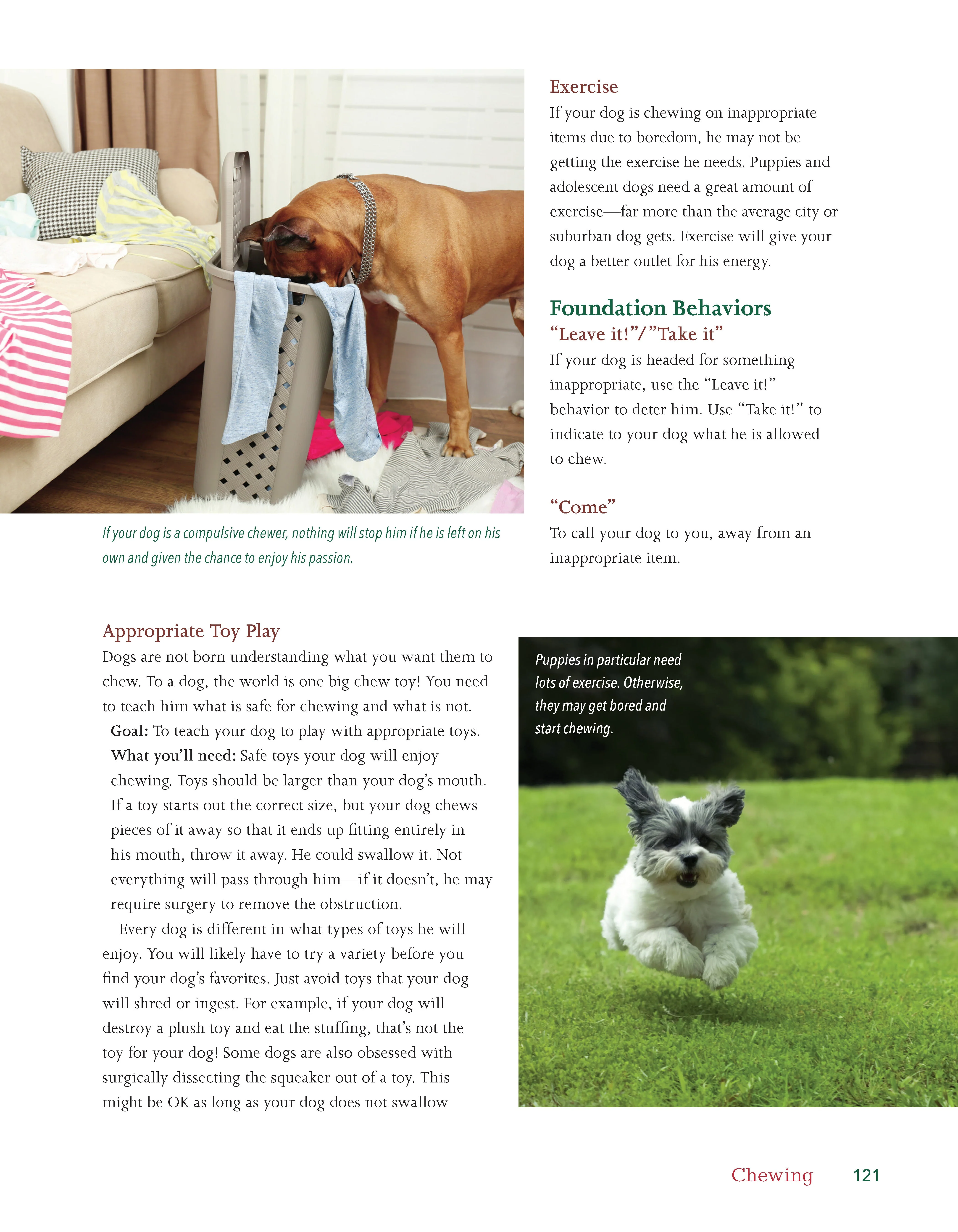 Dog Behavior Problem Solver - Image 5