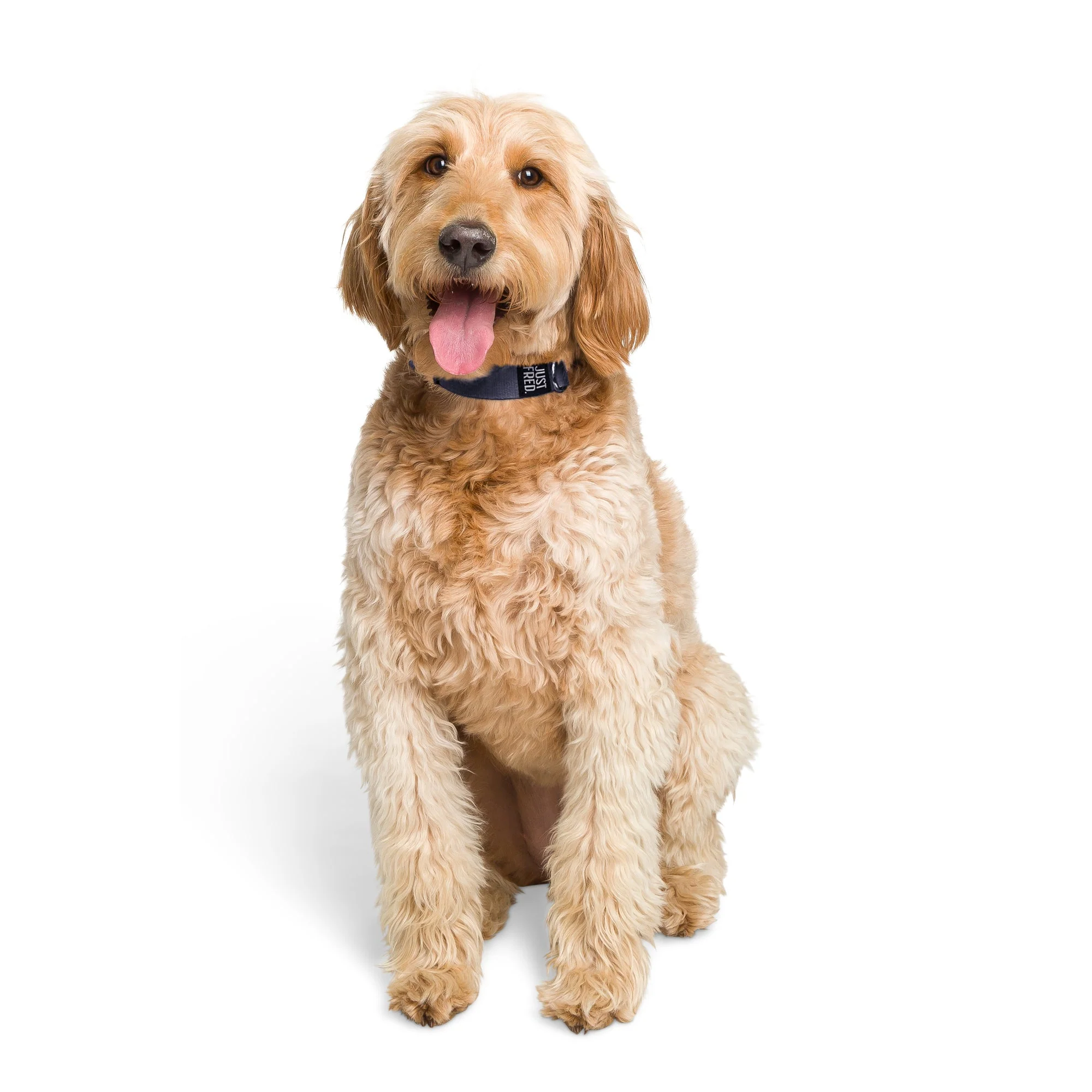Dog Collar - Image 15