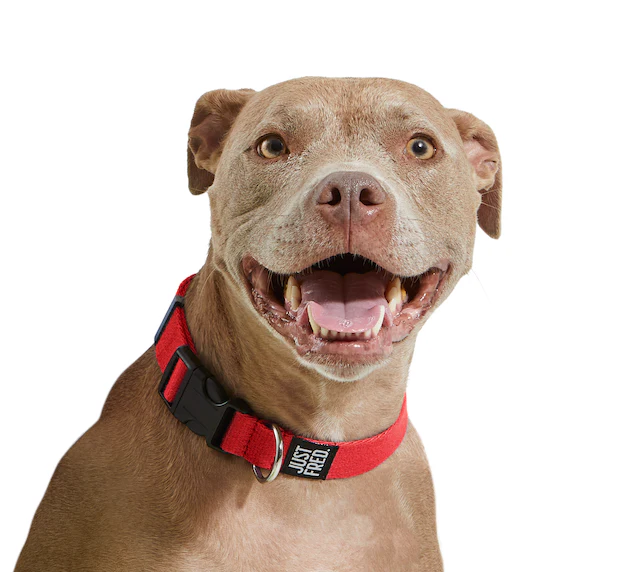 Dog Collar - Image 17