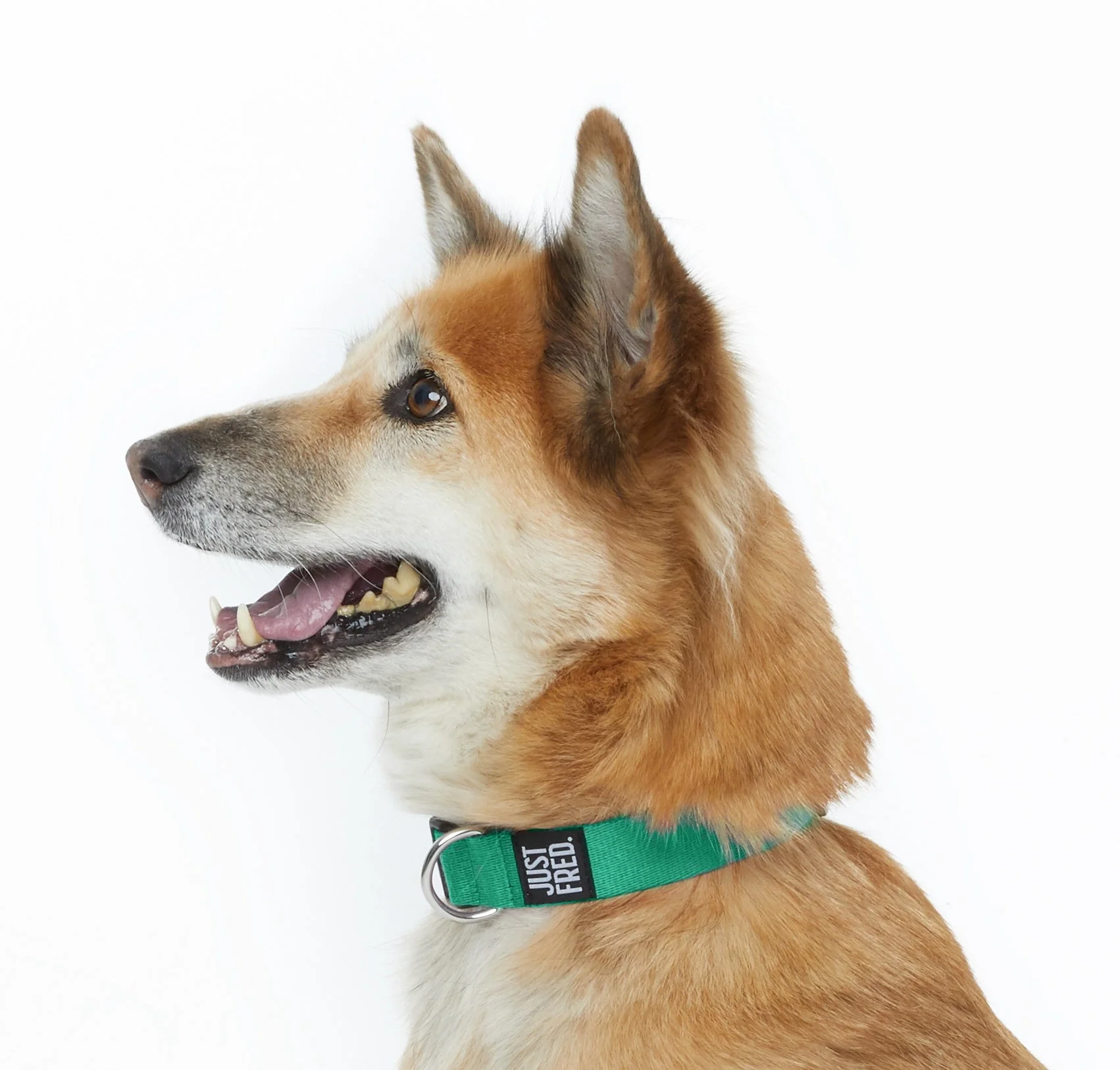 Dog Collar - Image 20
