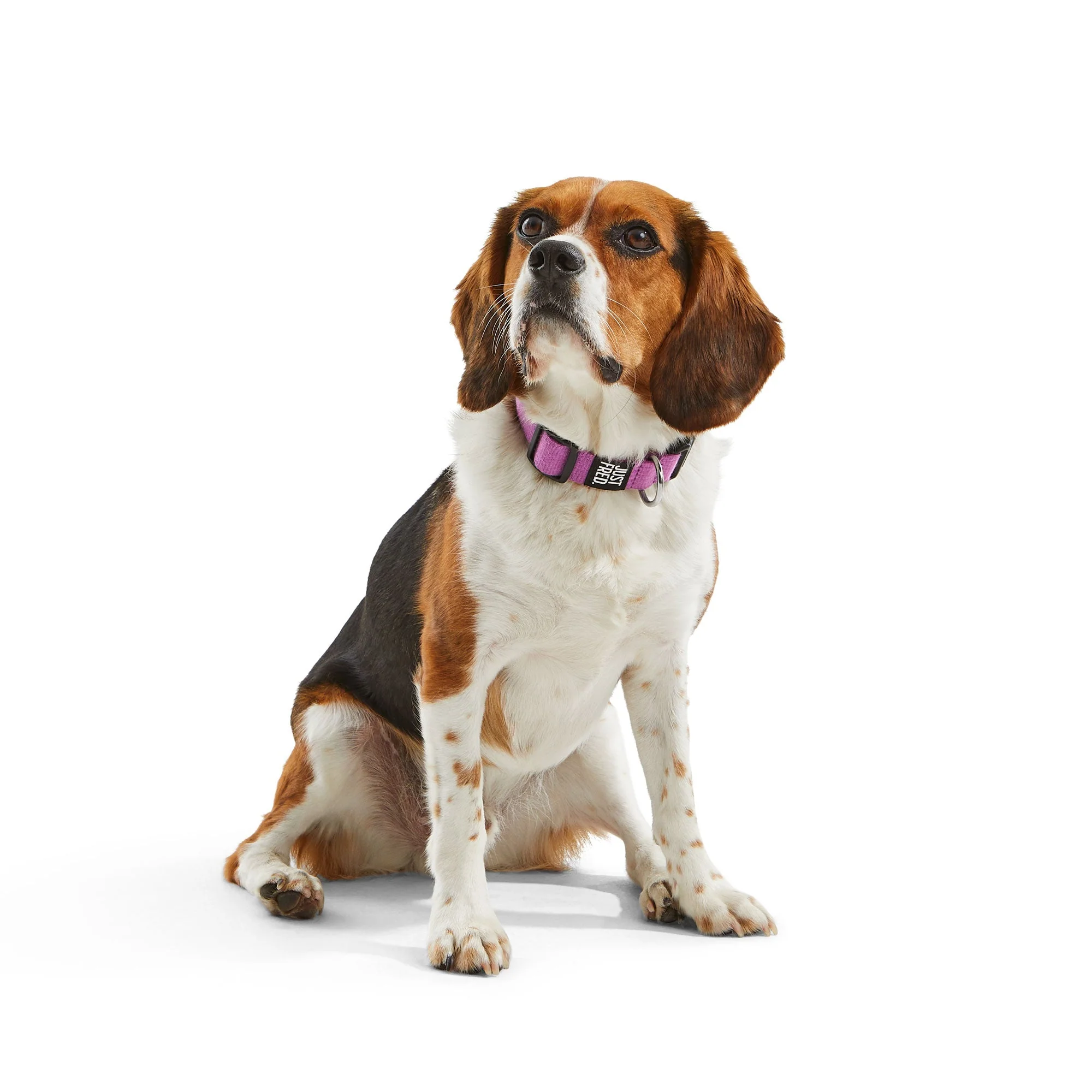 Dog Collar - Image 4
