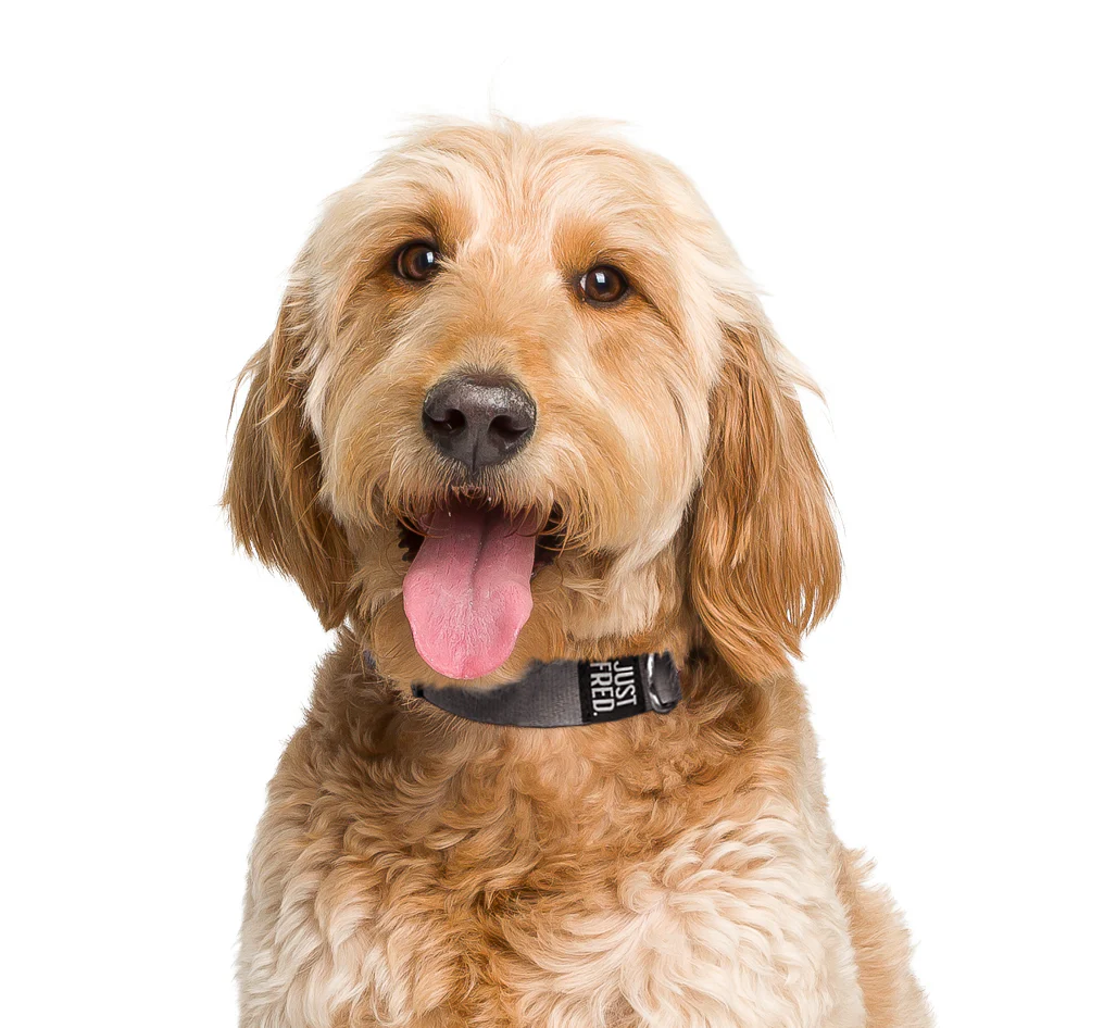 Dog Collar - Image 9