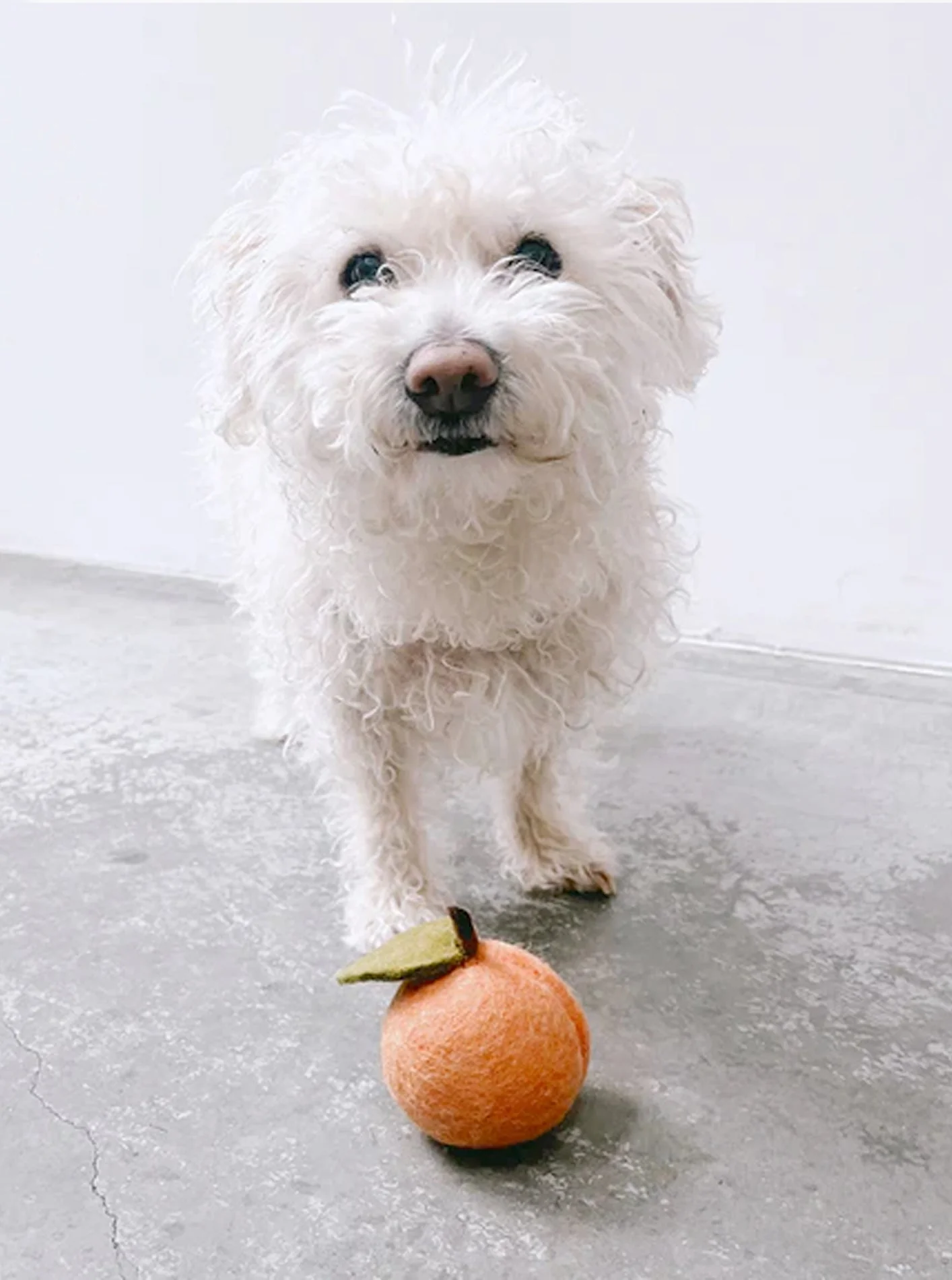 DOGGY PEACH - Image 7