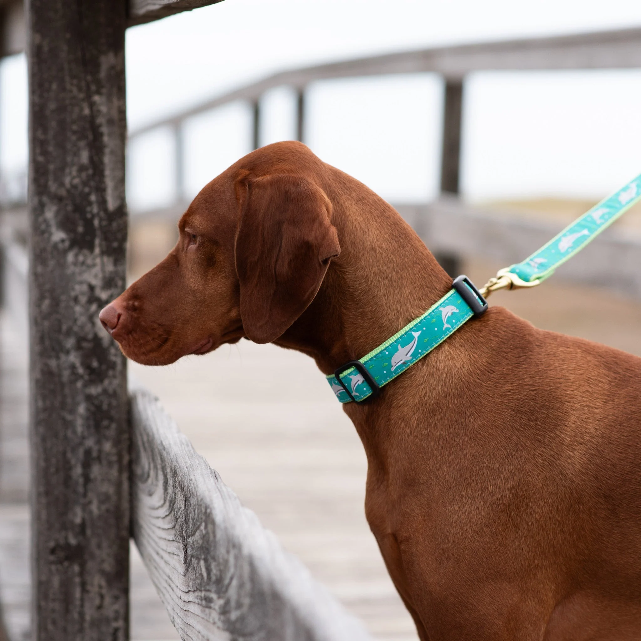 Up Country Dolphin Cast Brass Dog Collar - Image 2