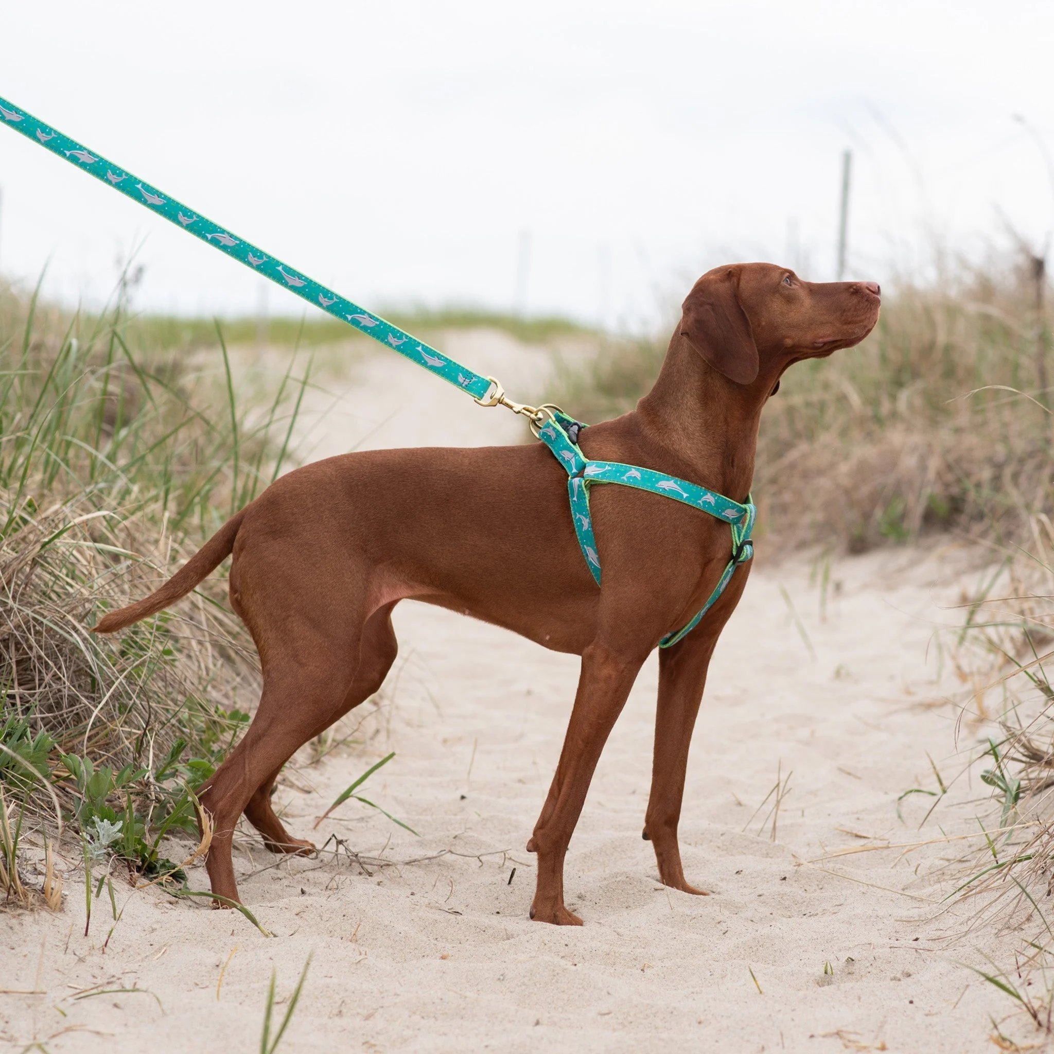 Up Country Dolphin Dog Cast Brass Dog Harness - Image 2