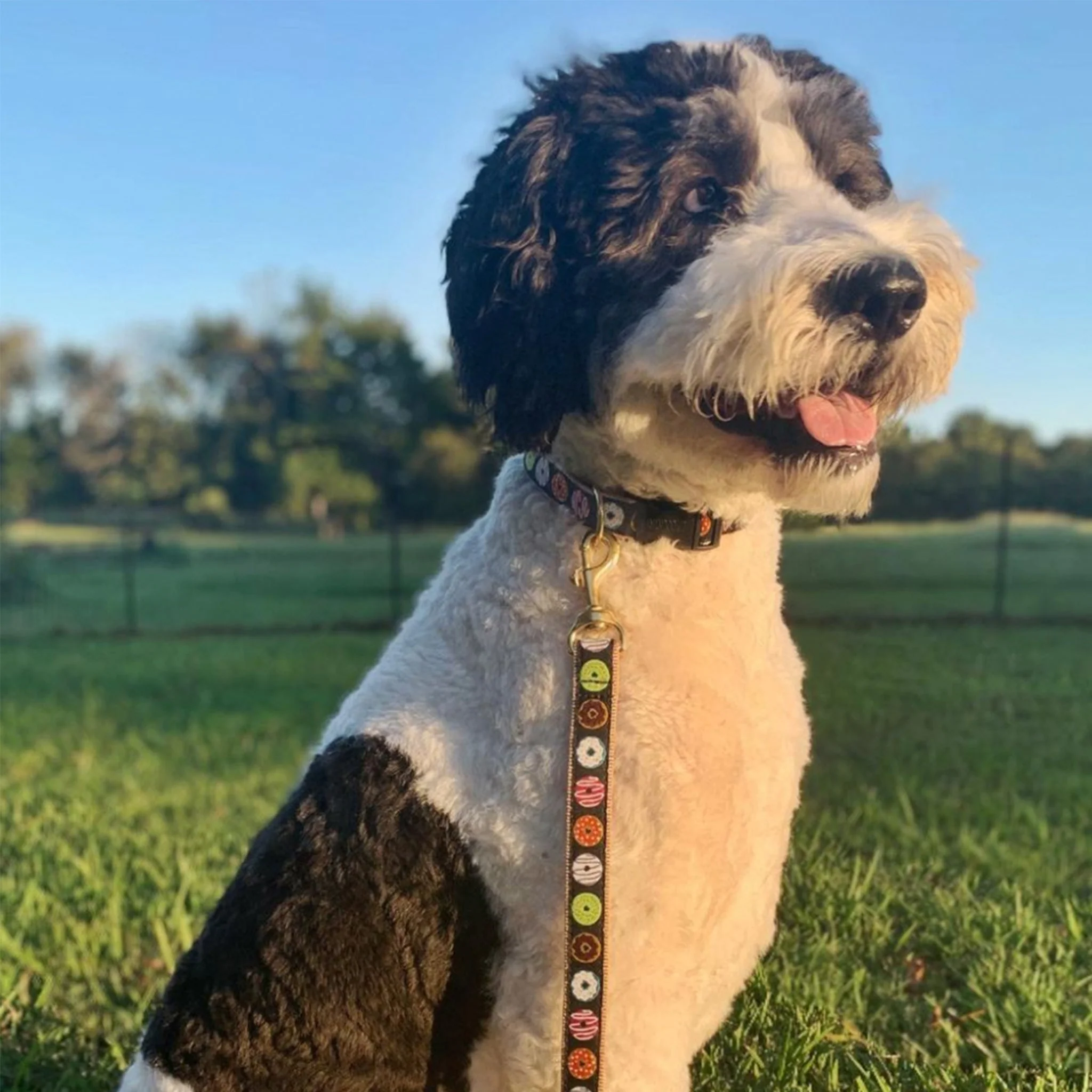 Up Country Donuts Cast Brass Dog Collar - Image 4