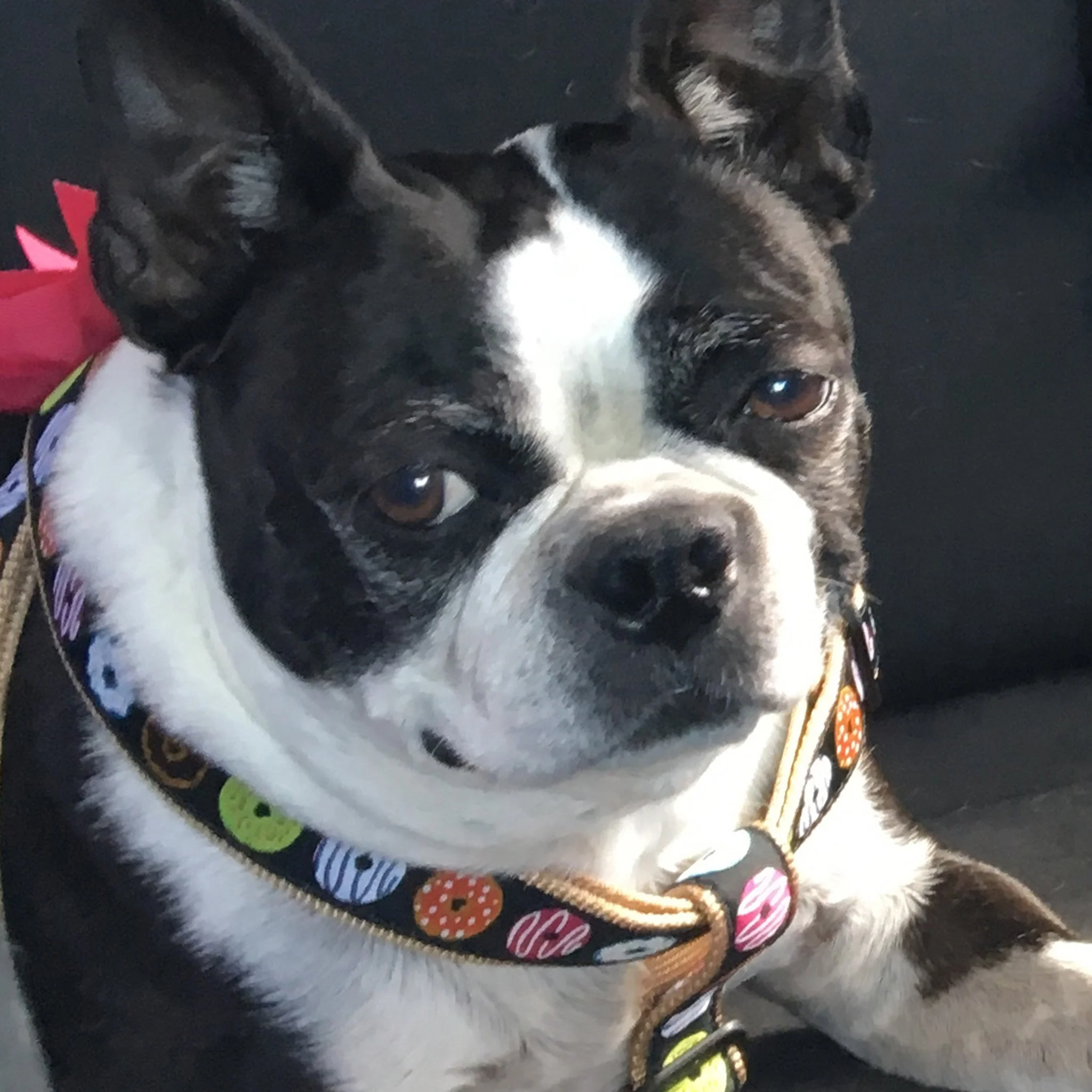 Up Country Donuts Dog Cast Brass Dog Harness - Image 2
