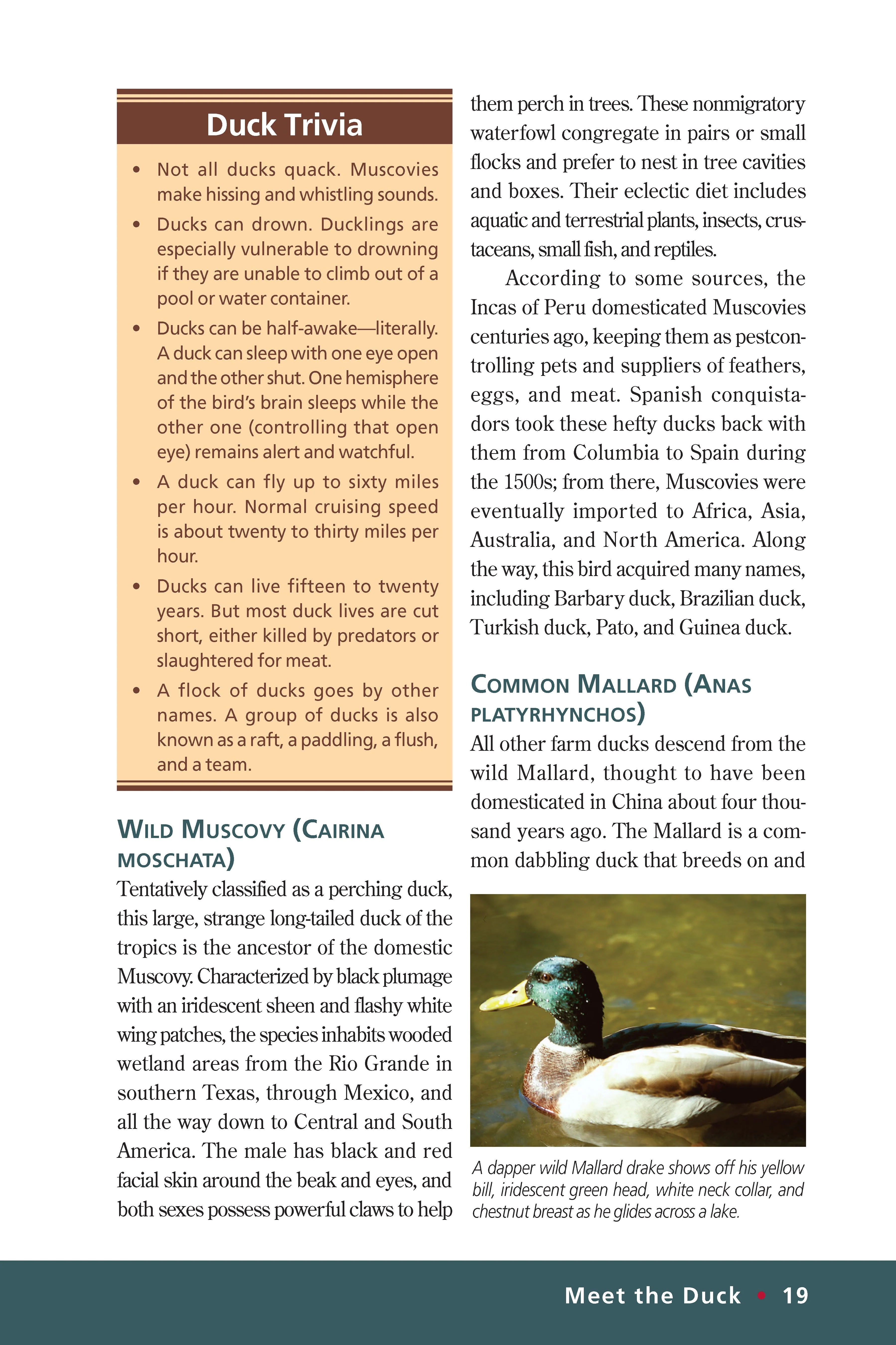 Ducks - Image 2