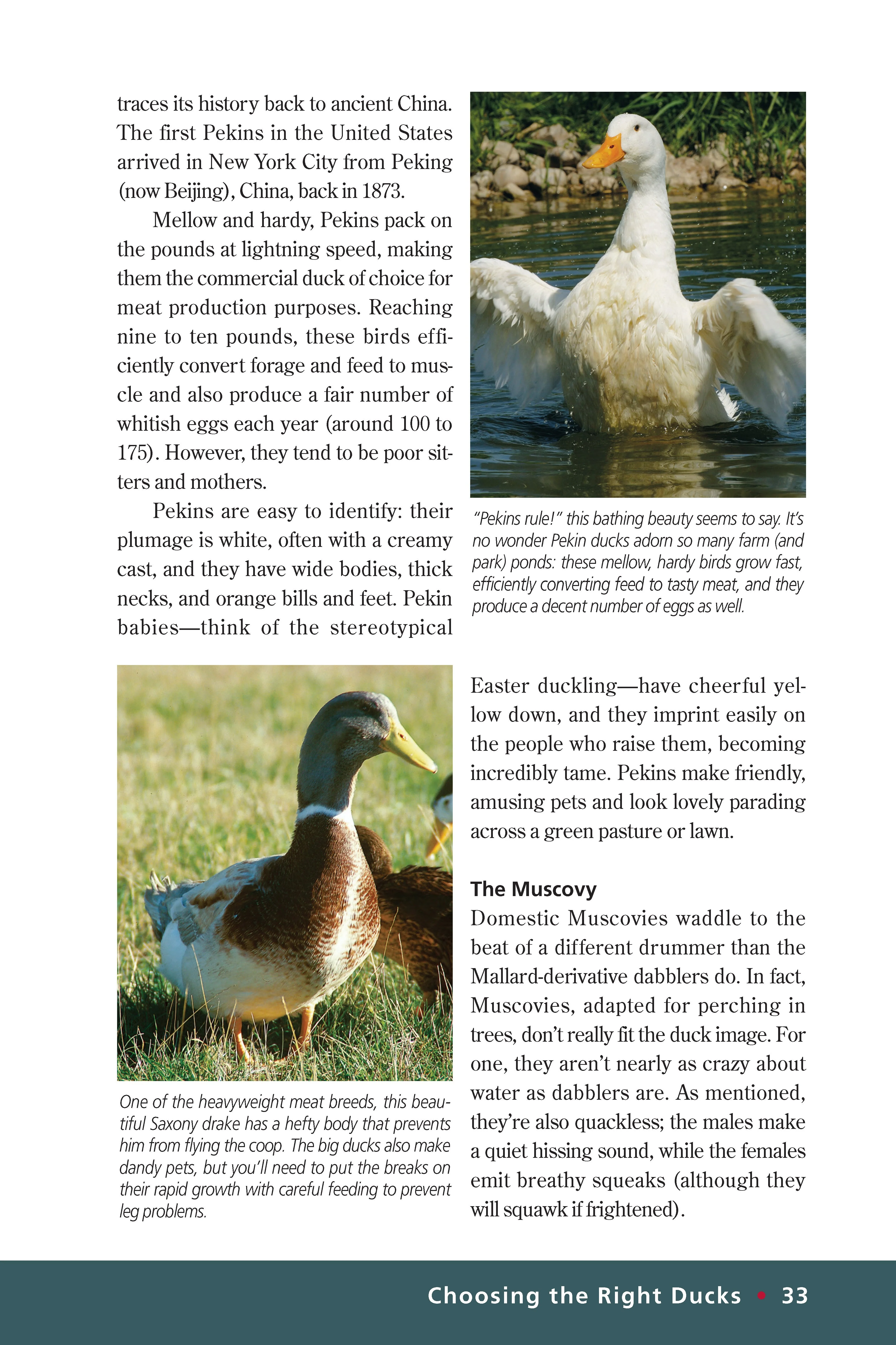 Ducks - Image 3