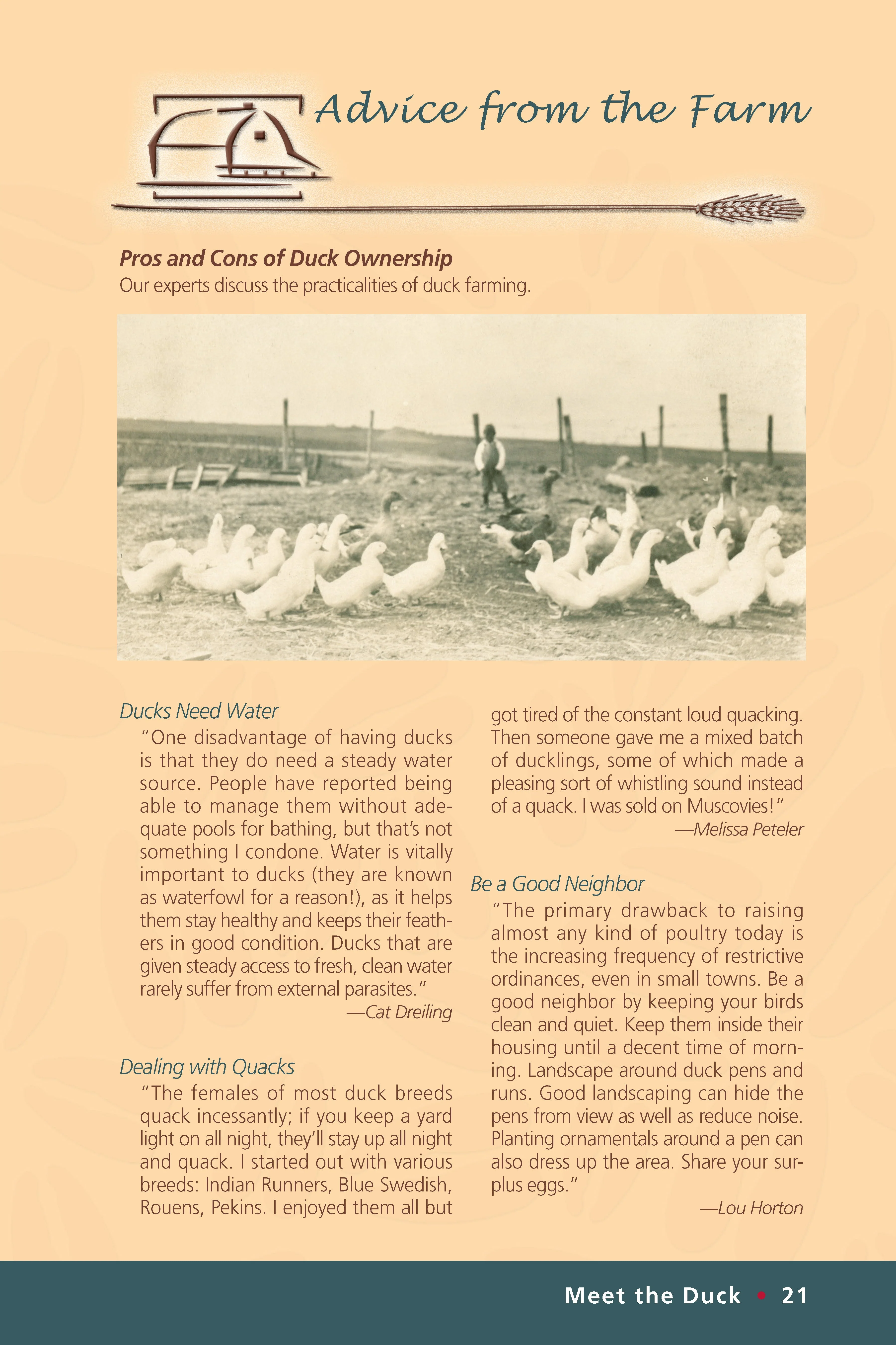 Ducks - Image 4