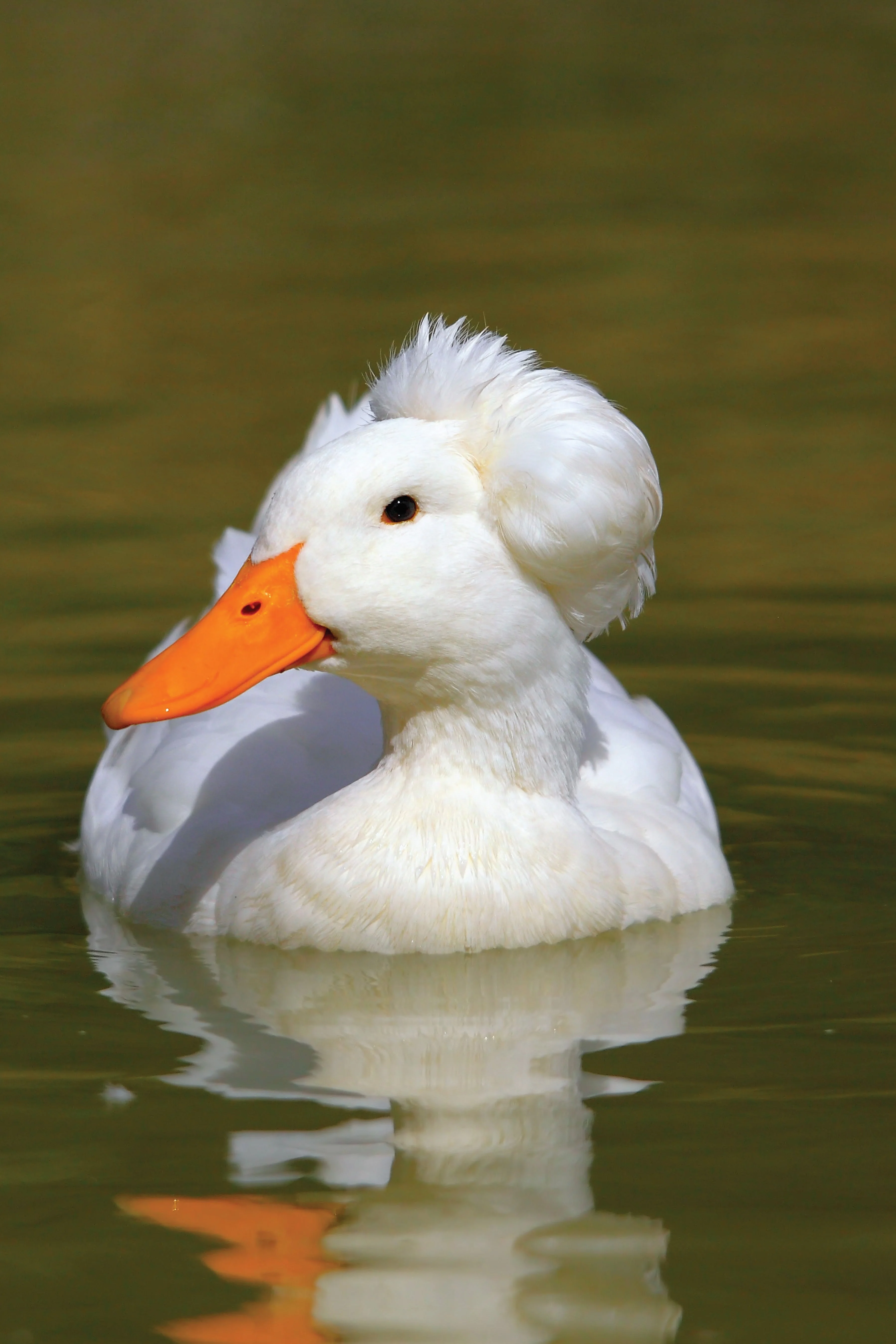Ducks - Image 6