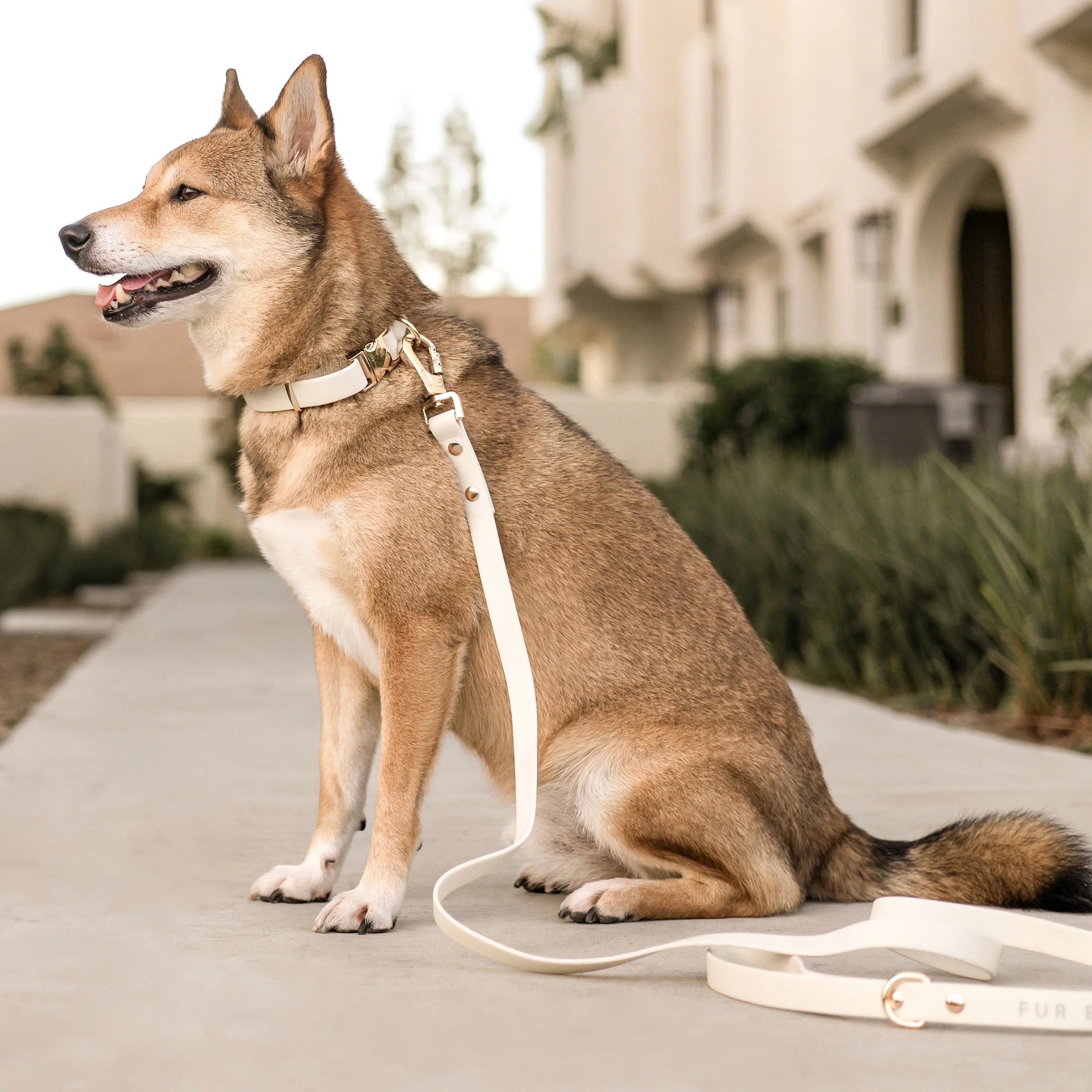 Elise Collar & Leash Set - Bone - Image 3