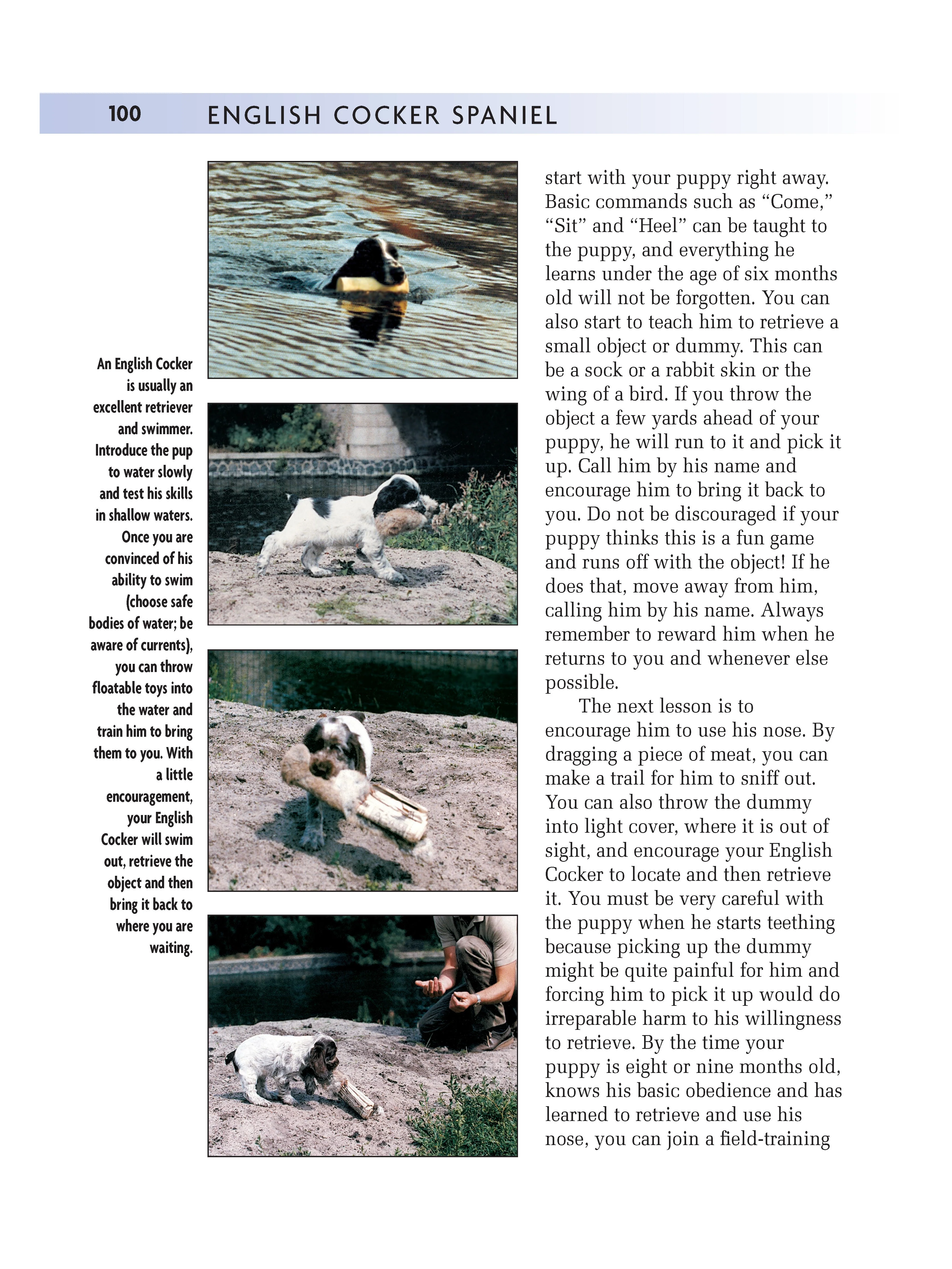 English Cocker Spaniel - Image 5