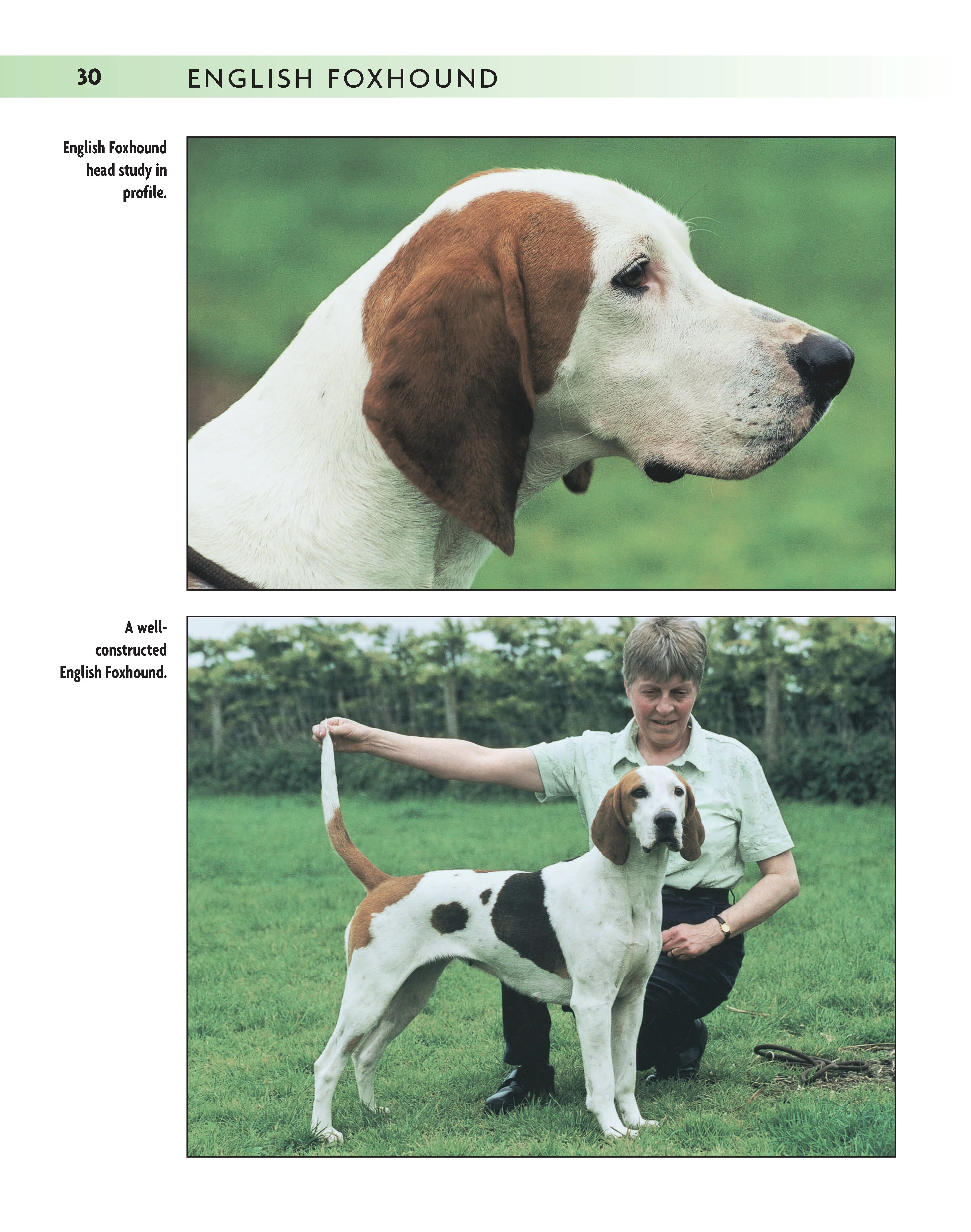 English Foxhound - Image 2