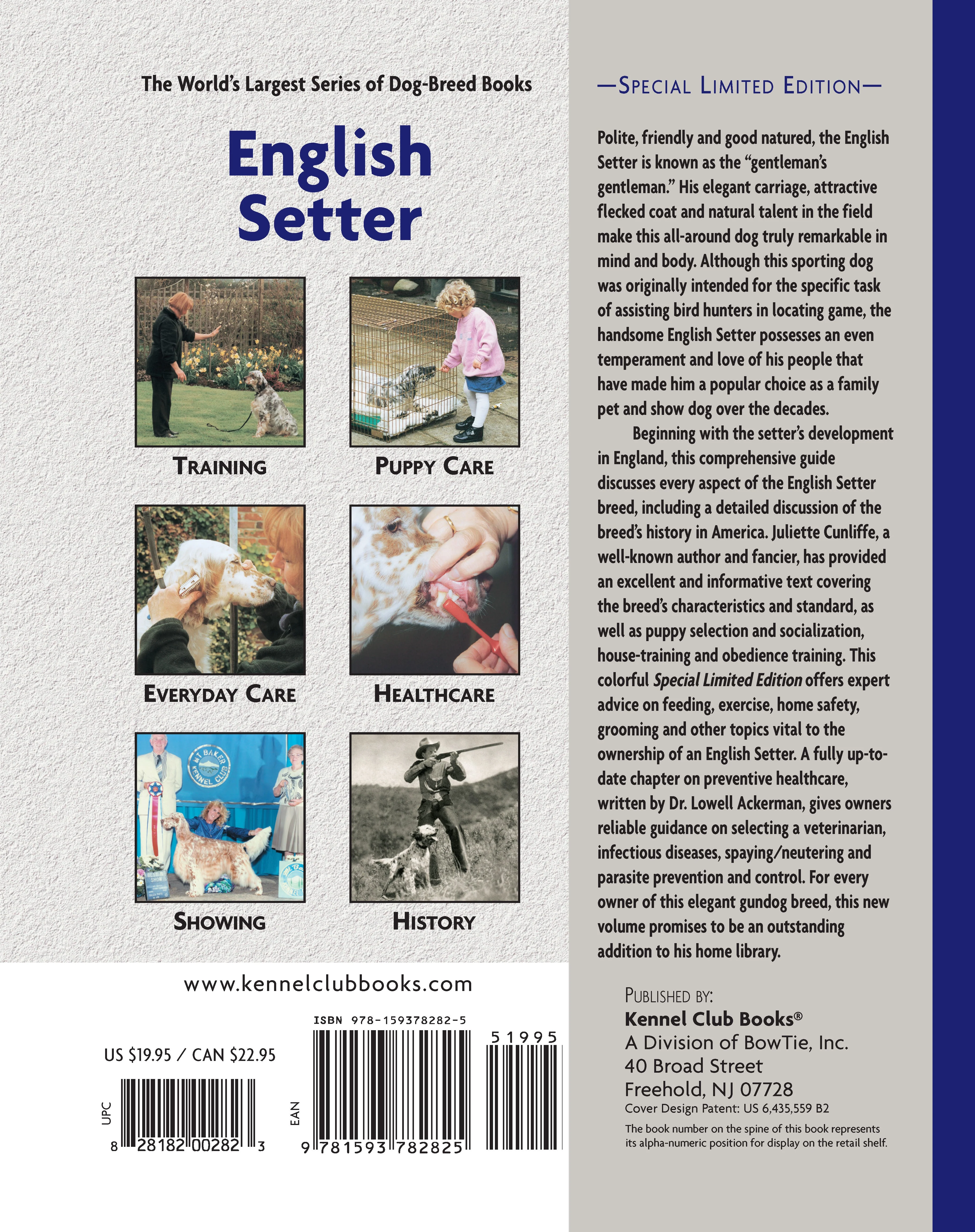 English Setter - Image 2