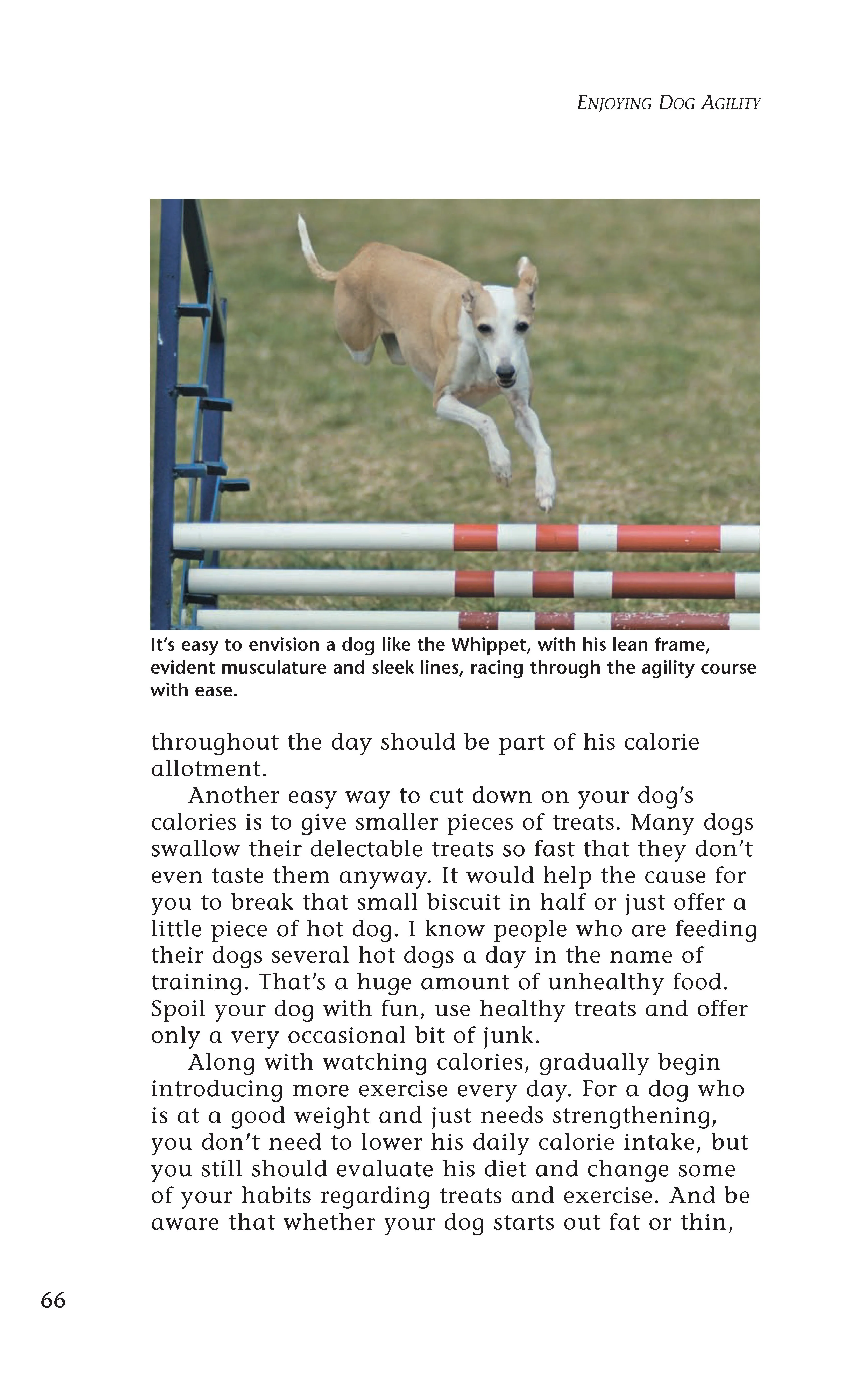 Enjoying Dog Agility - Image 4