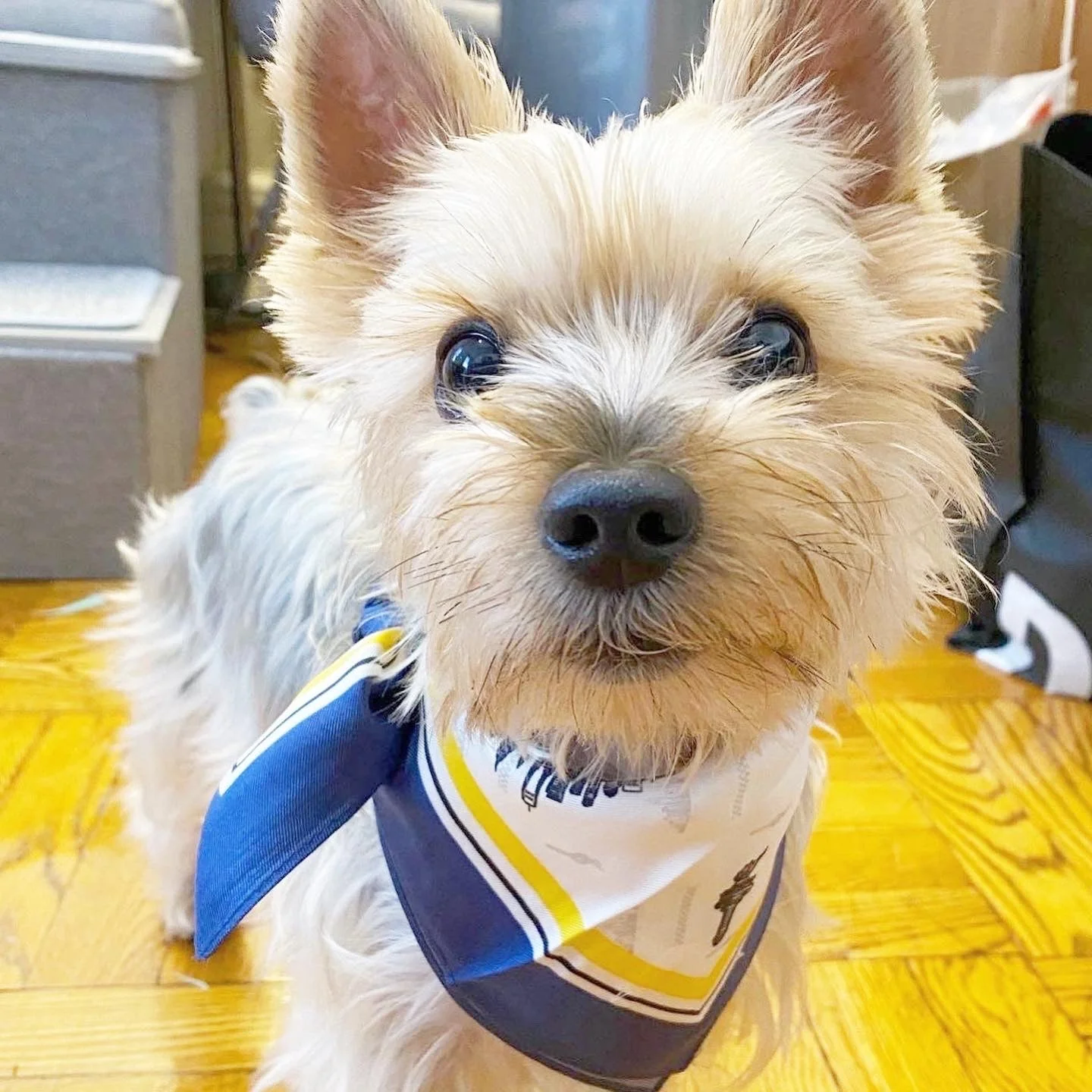 BESPOKE PAWS Erin 100% Silk Twill Dog Scarf, or - Lightweight Comfort Breathable Premium BANDANA - Image 3