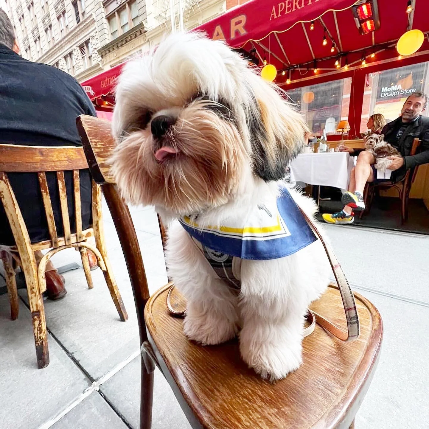 BESPOKE PAWS Erin 100% Silk Twill Dog Scarf, or - Lightweight Comfort Breathable Premium BANDANA - Image 4