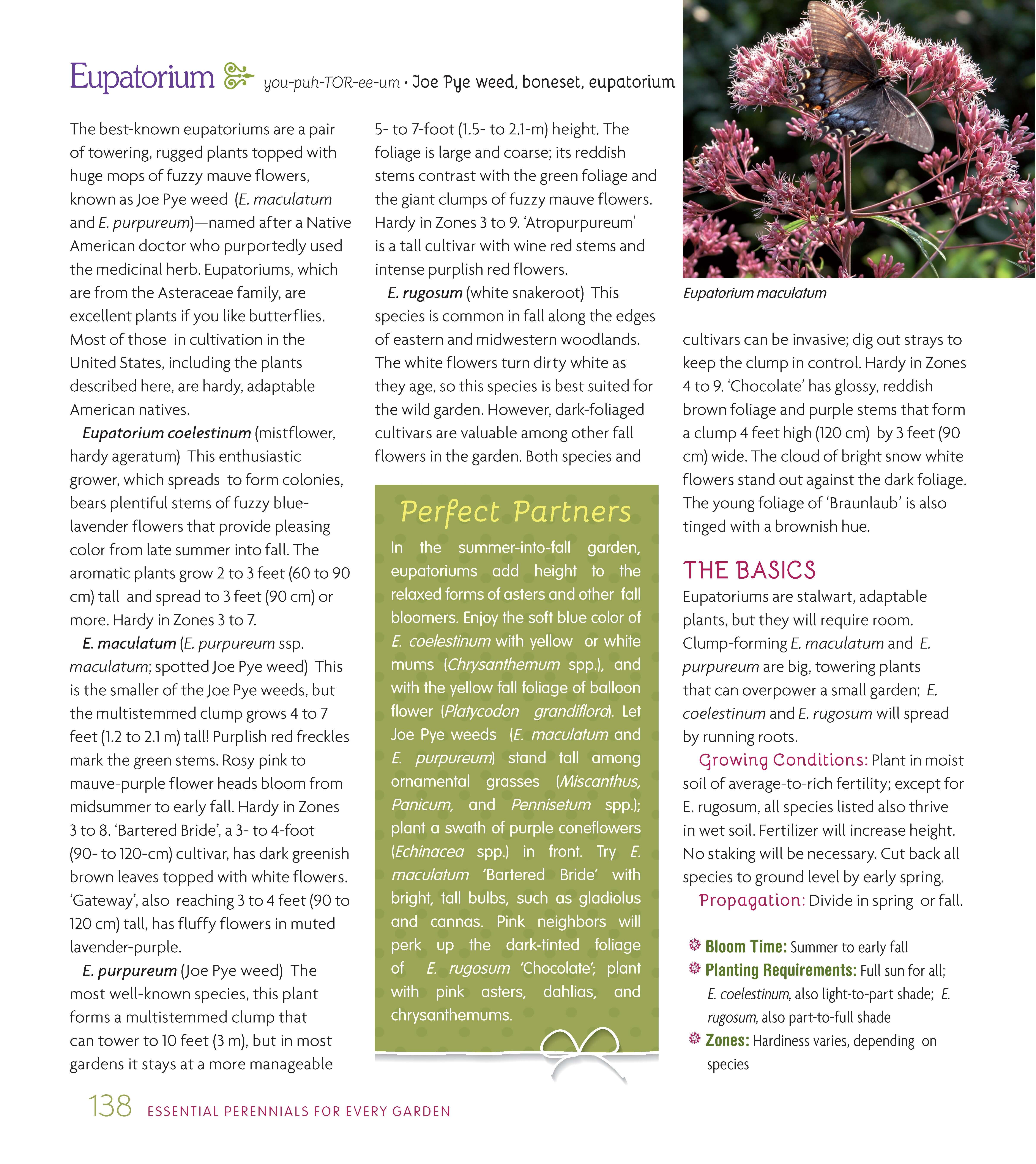 Essential Perennials for Every Garden - Image 5